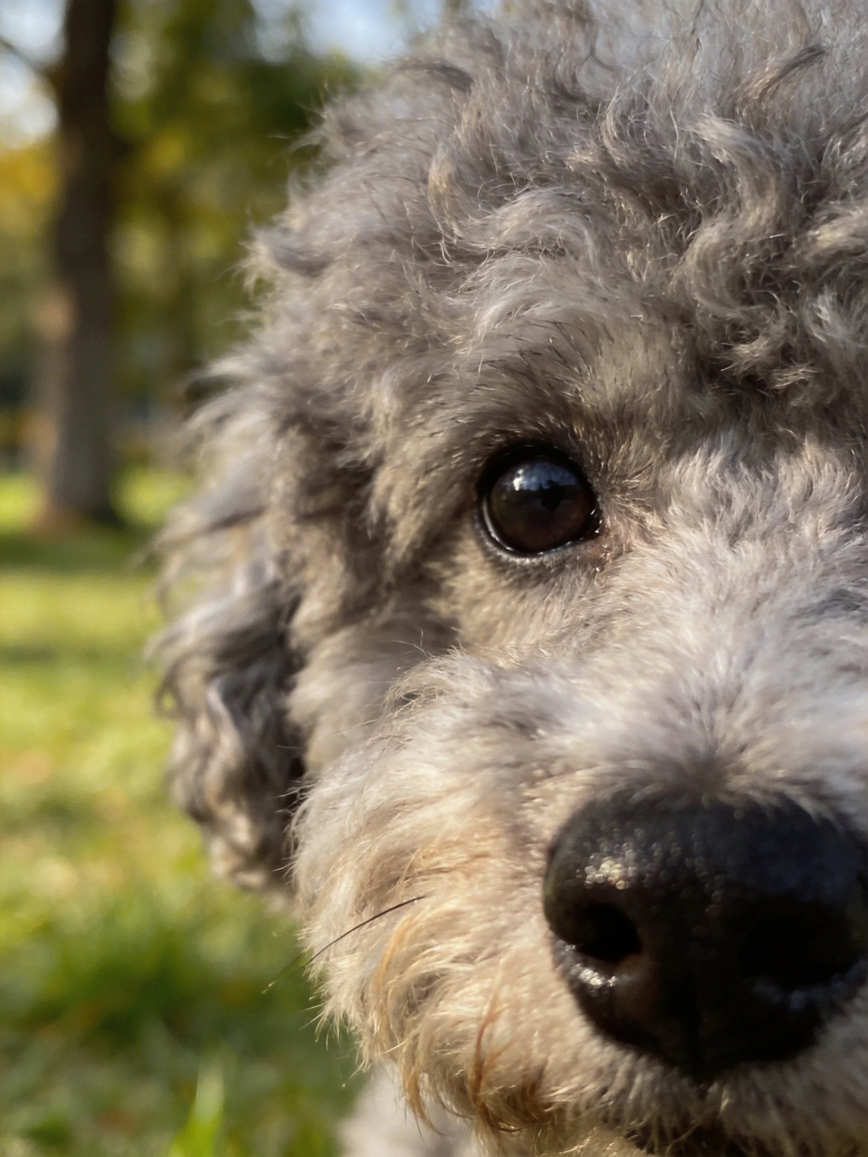 A gray curly-haired dog with large dark eyes in a sunny park