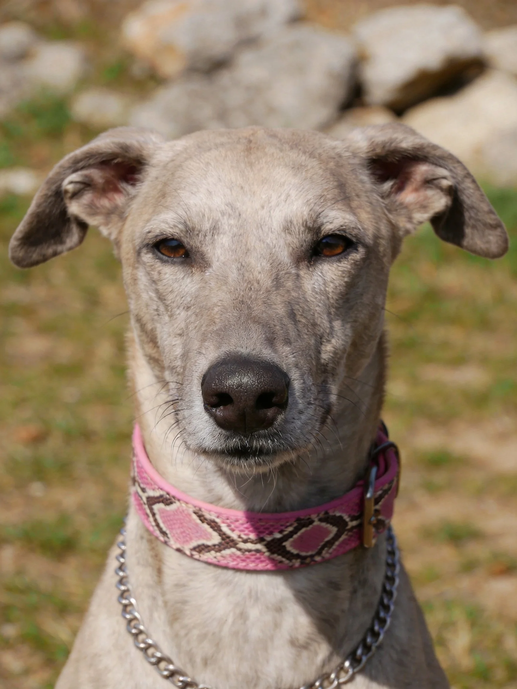 A gray dog wearing a pink snake-print collar stands outdoors near rocks.