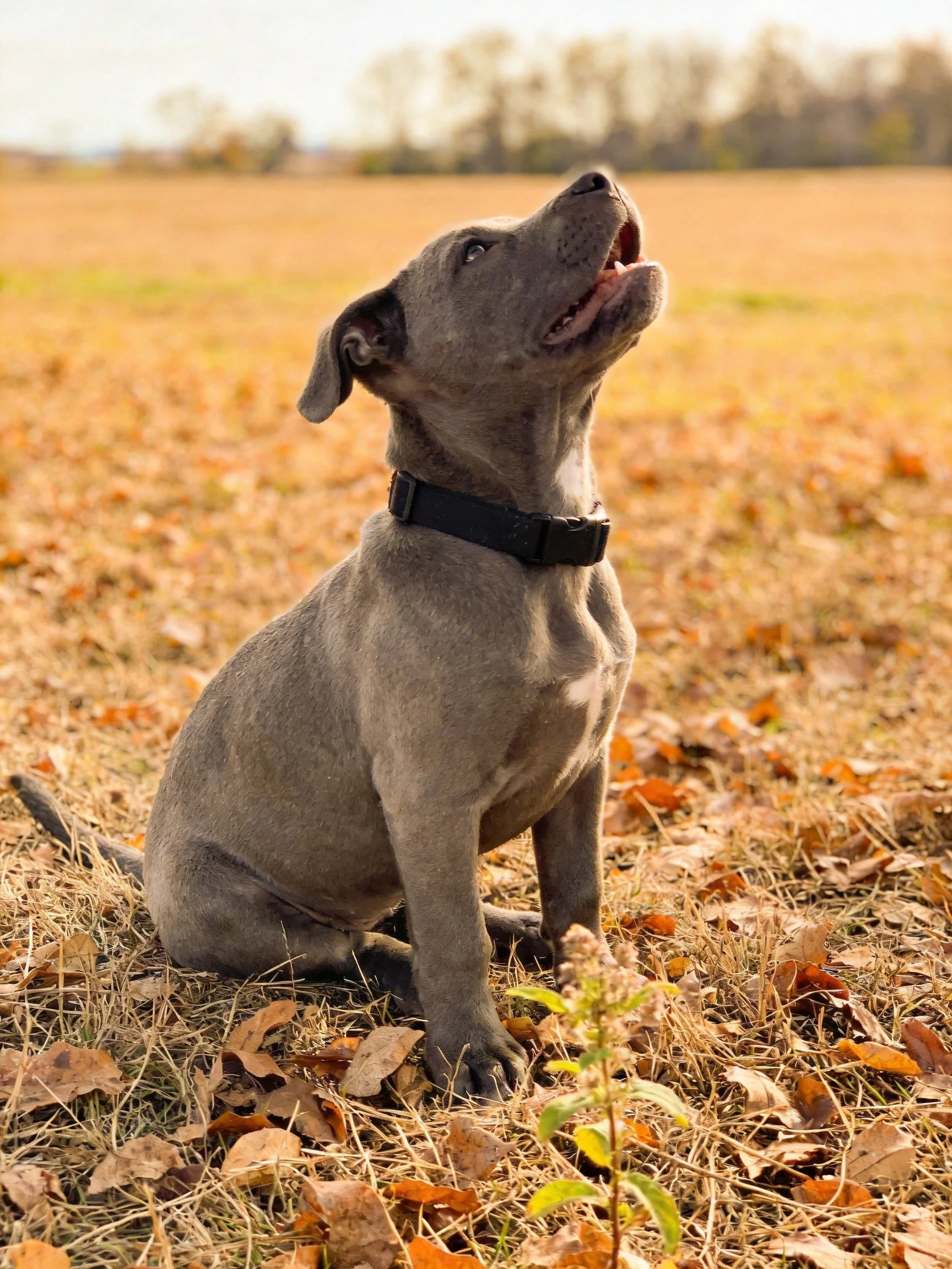 A gray puppy sits on autumn leaves in a golden field