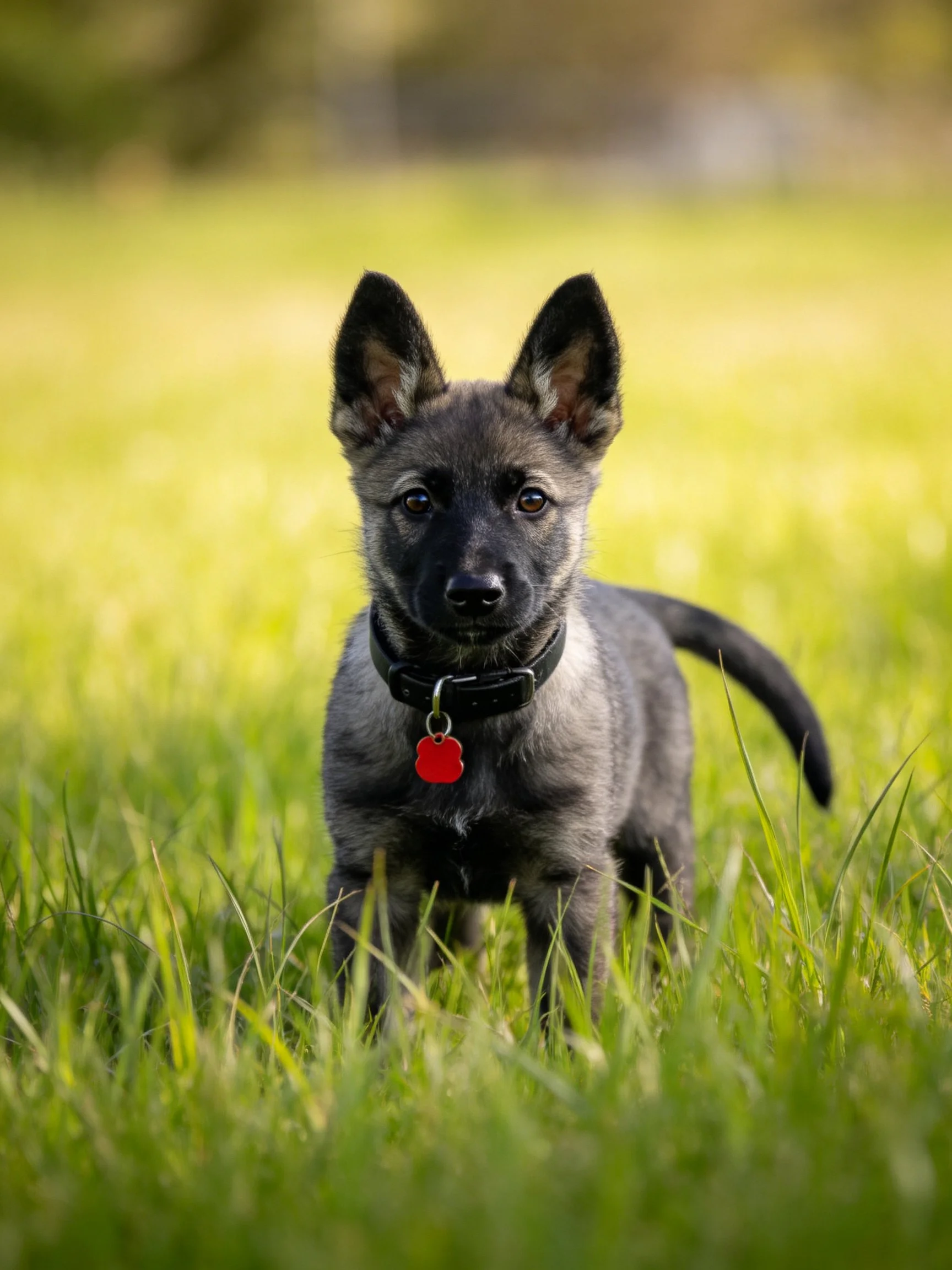 A gray puppy with a collar stands among tall green grass.