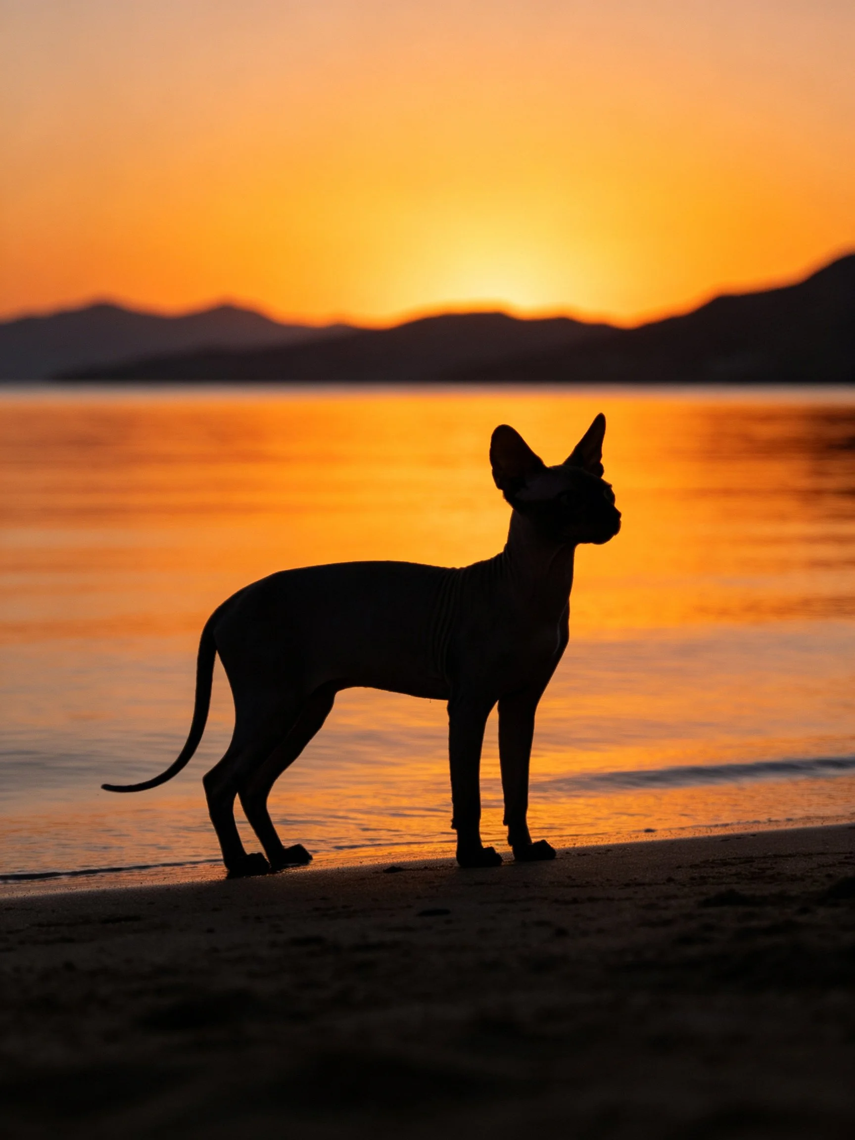 A hairless dog’s silhouette stands on a beach at sunset.