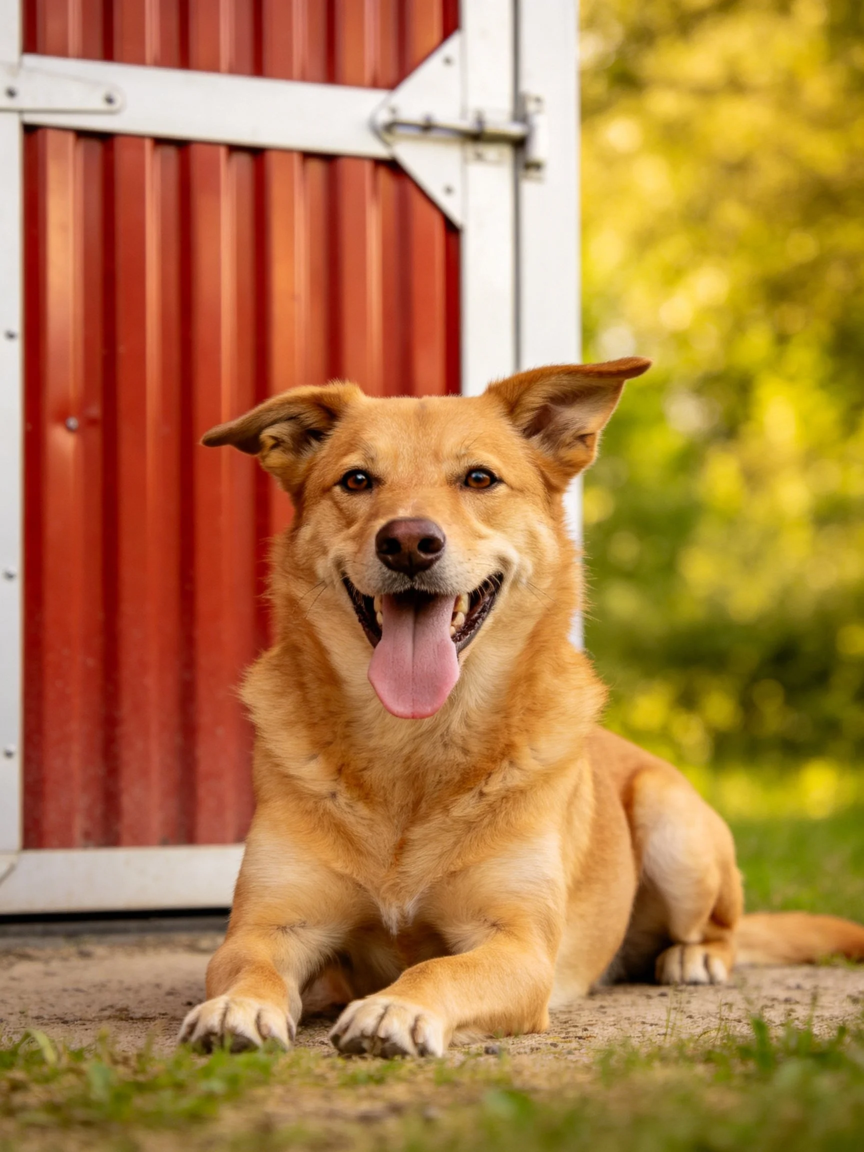 A happy tan dog lies beside a red corrugated barn door with greenery