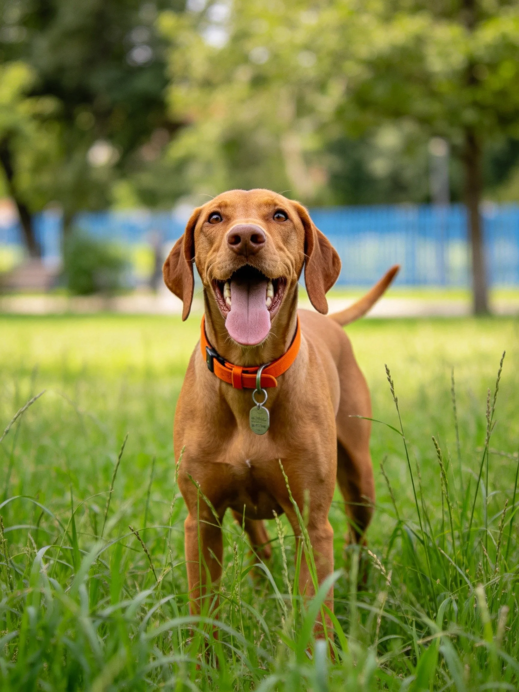 A joyful brown dog stands in tall green grass with an orange collar