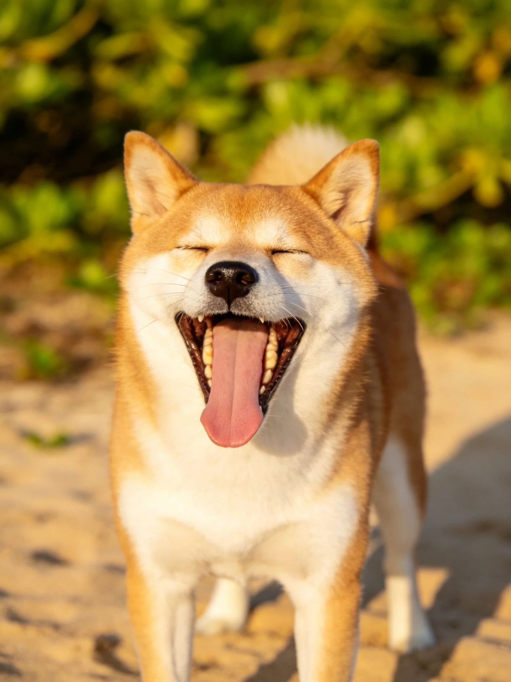 A joyful tan and white dog yawning on a sunny sandy path