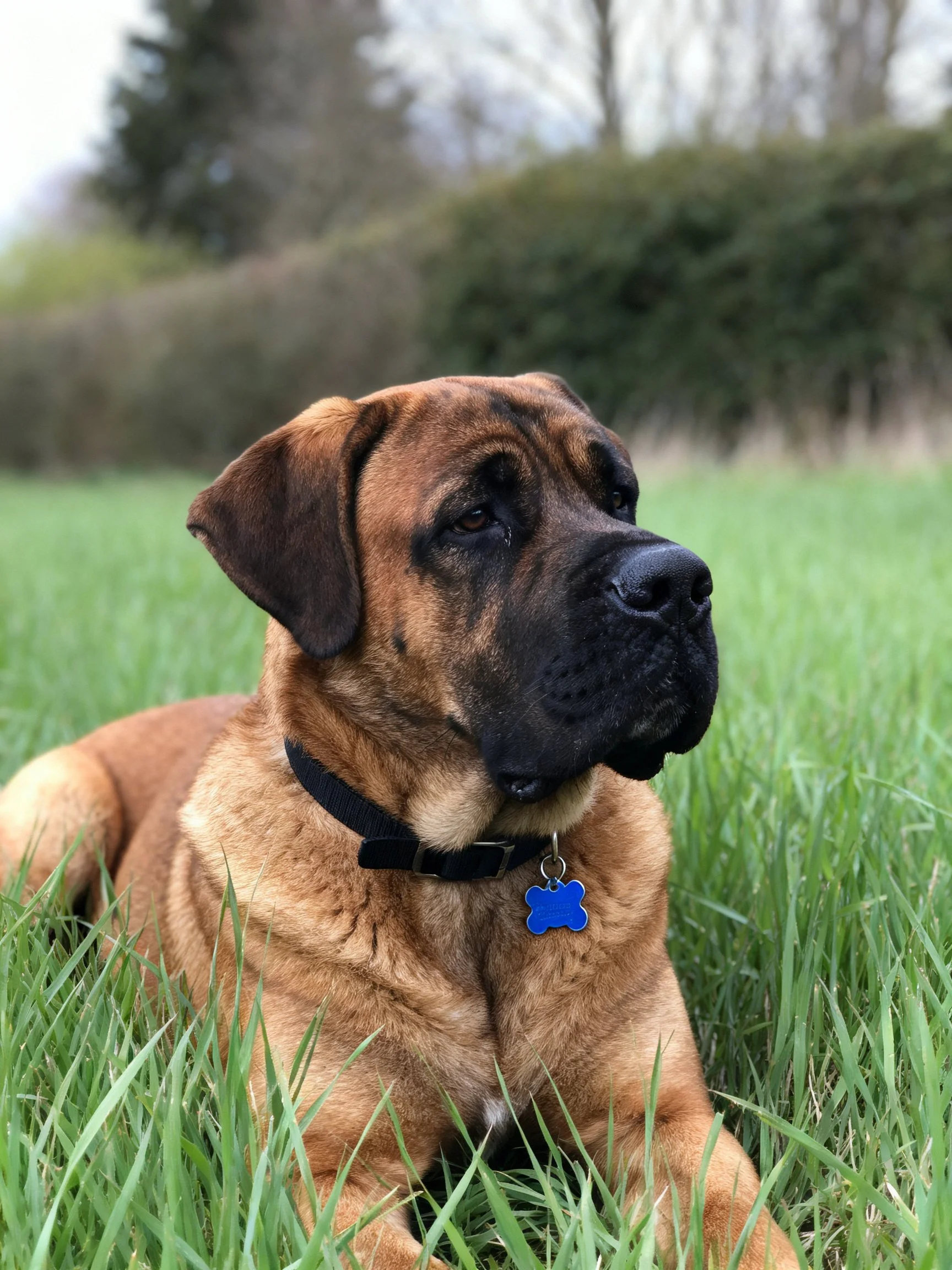 A large brown Mastiff rests in lush green grass