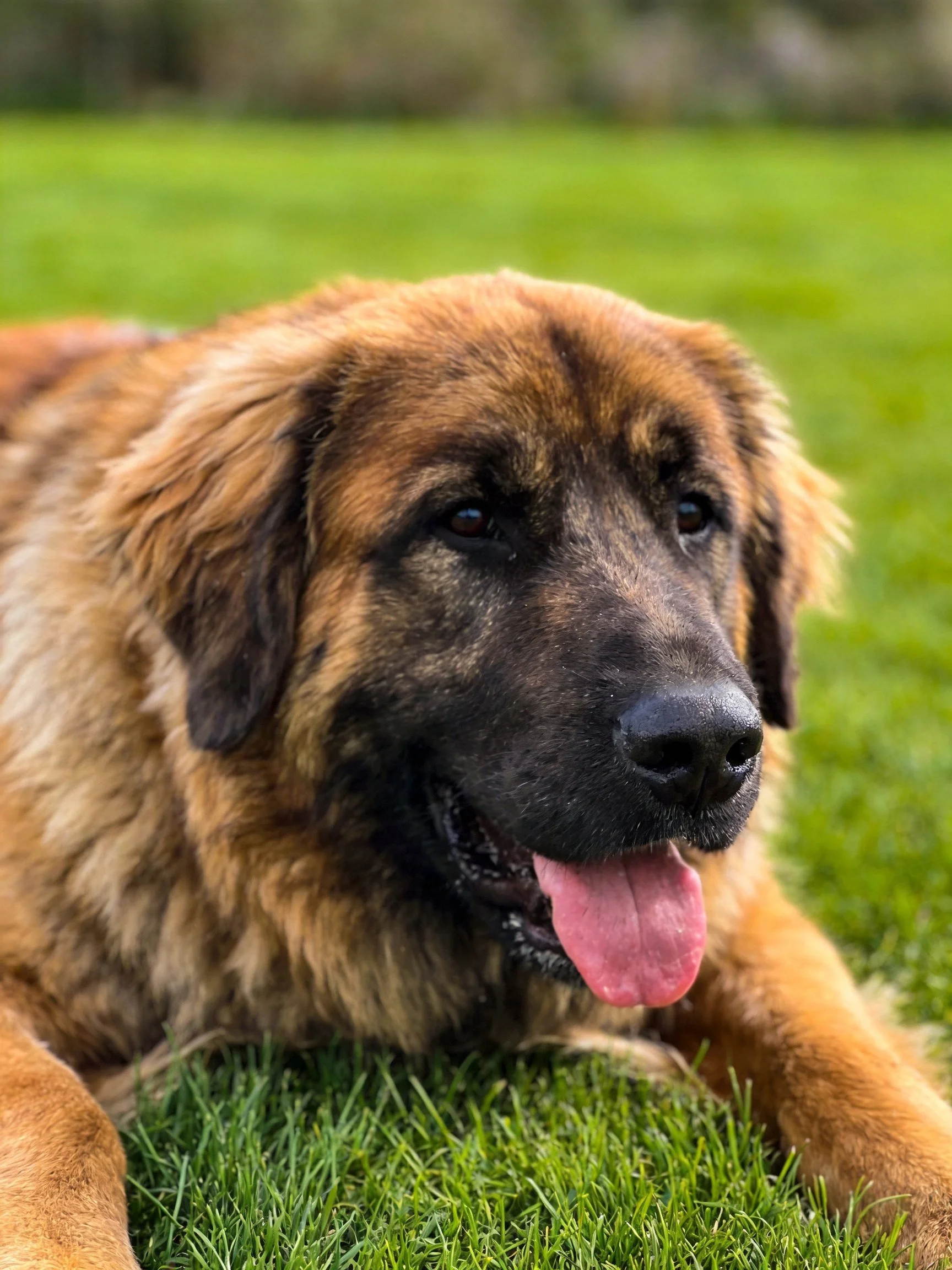 A large brown and black dog lies comfortably on lush green grass with a relaxed expression.