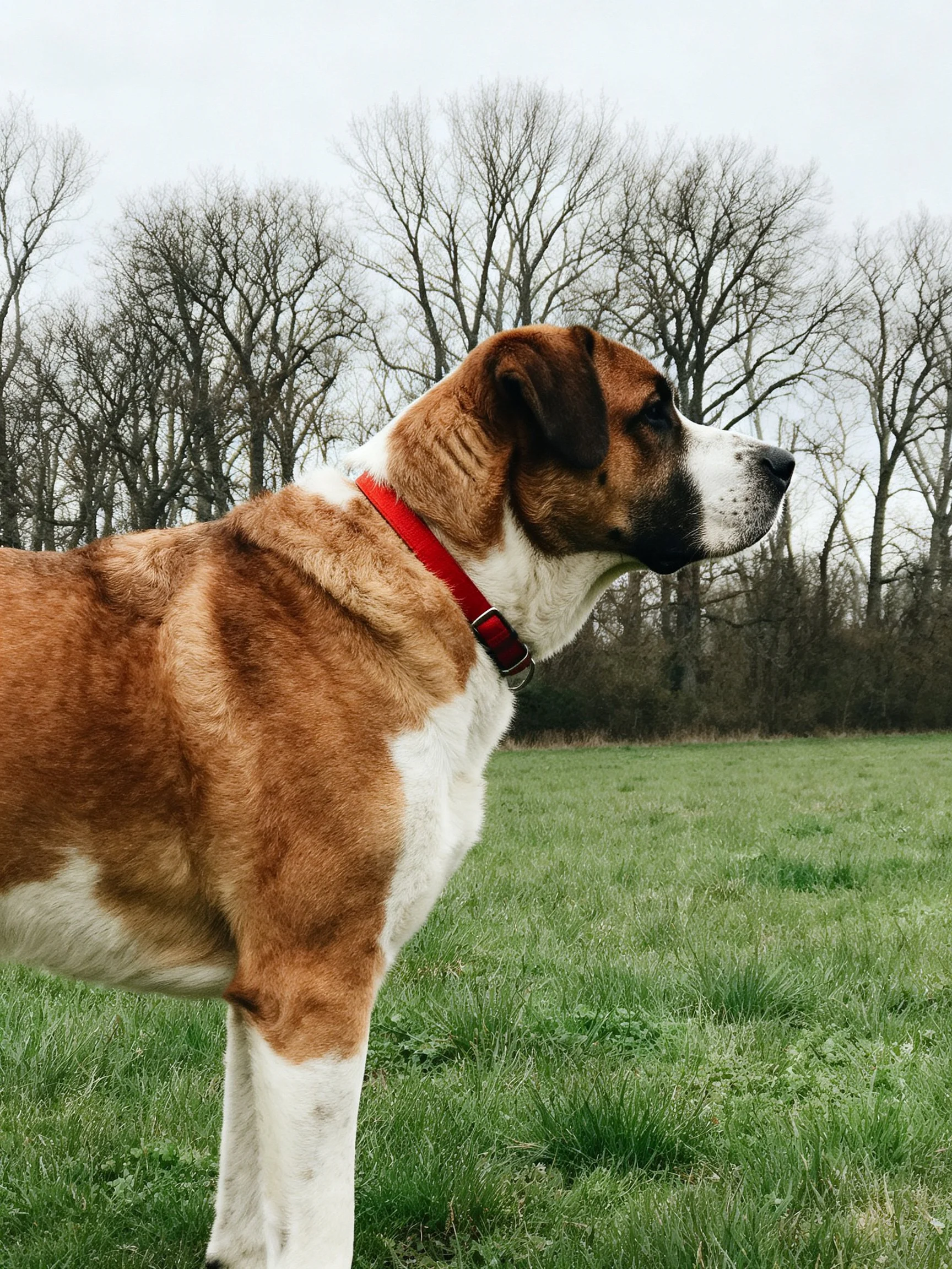 A large brown and white dog with a red collar stands in a grassy field near leafless trees.