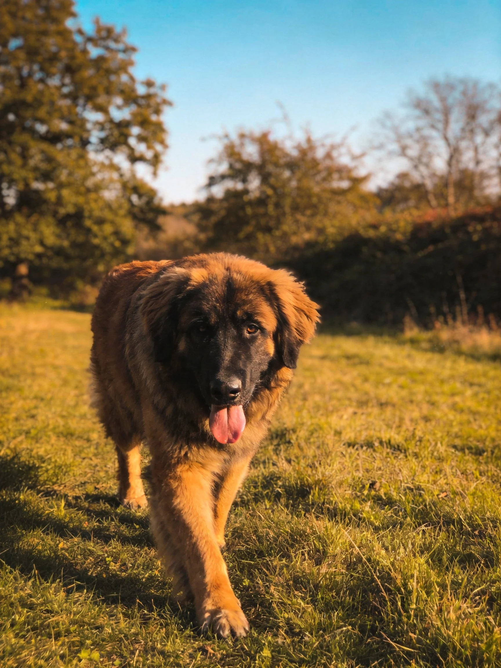 A large brown dog walks on grass with trees in the sunny background