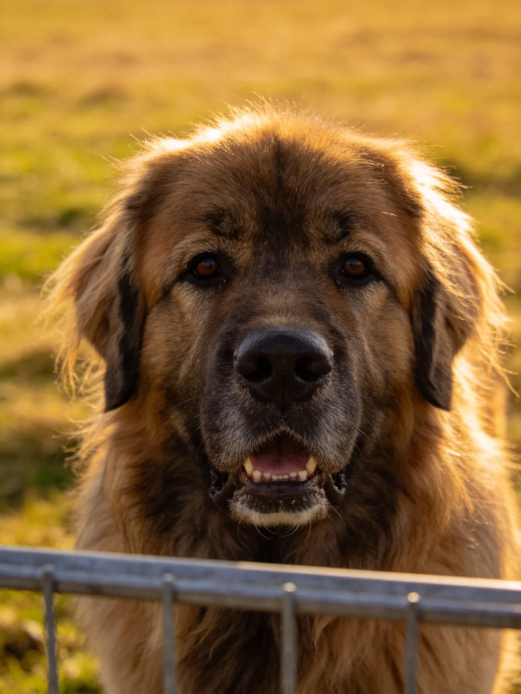 A large brown dog stands behind a metal fence in a sunlit field.