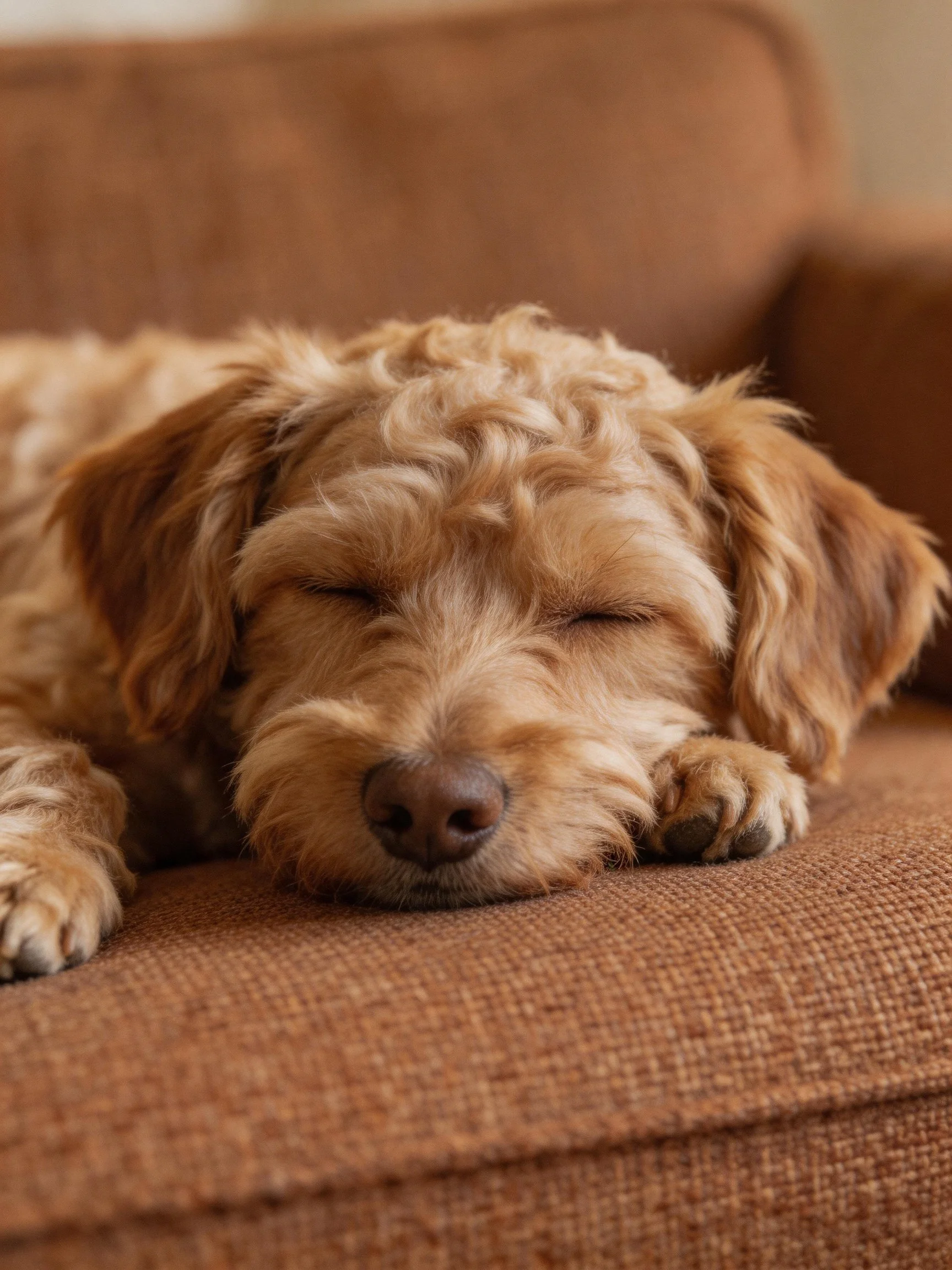 A light brown curly-haired dog sleeps peacefully on a brown couch