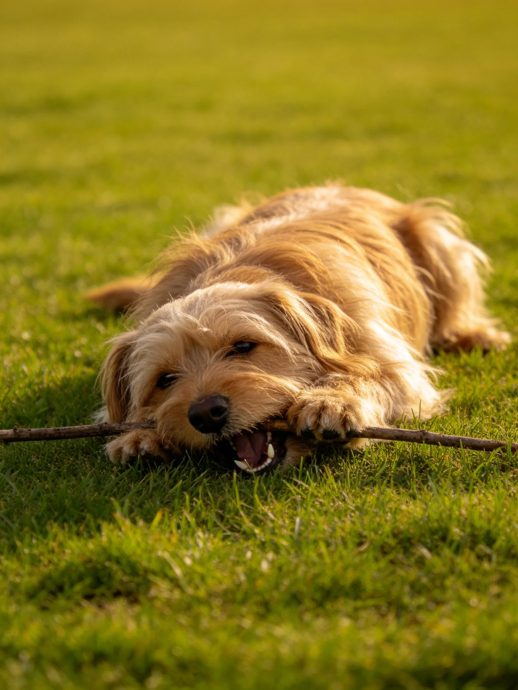 A light brown dog chews a stick on lush green grass