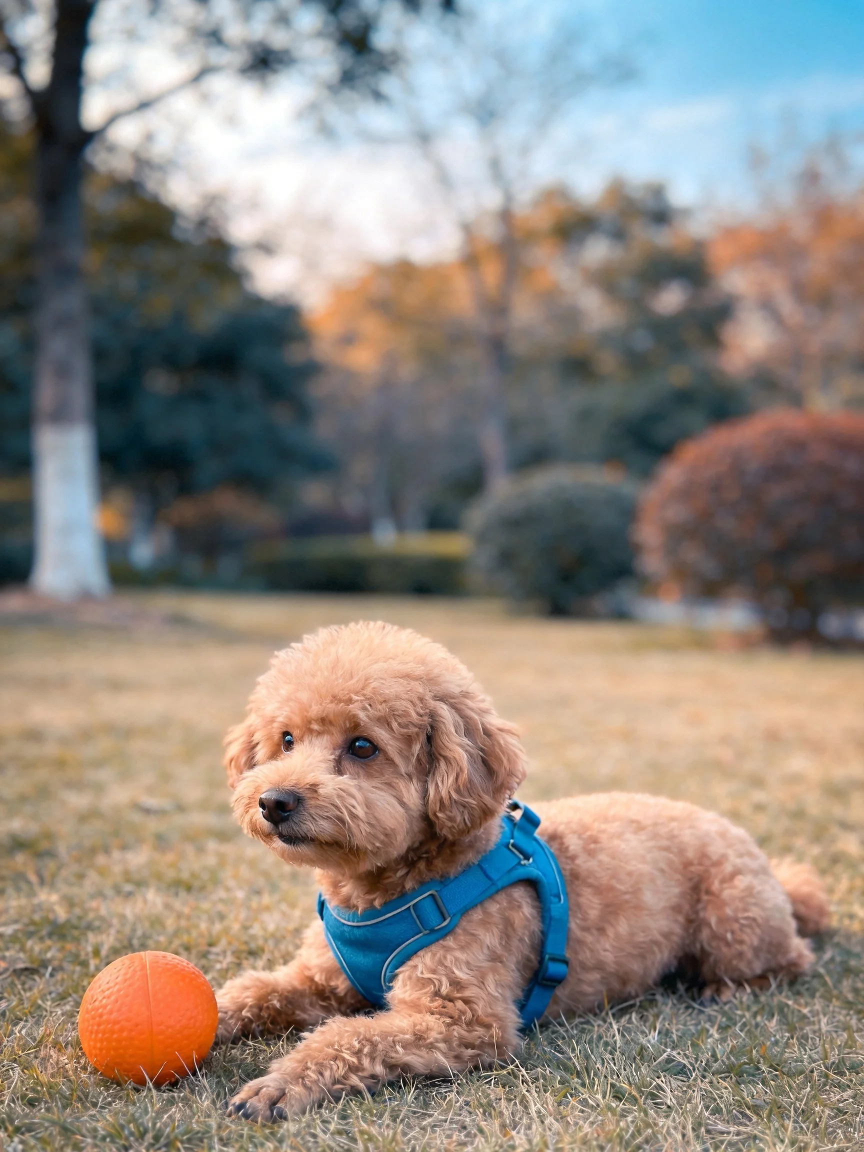 A light brown dog with a blue harness lies near an orange ball in a park