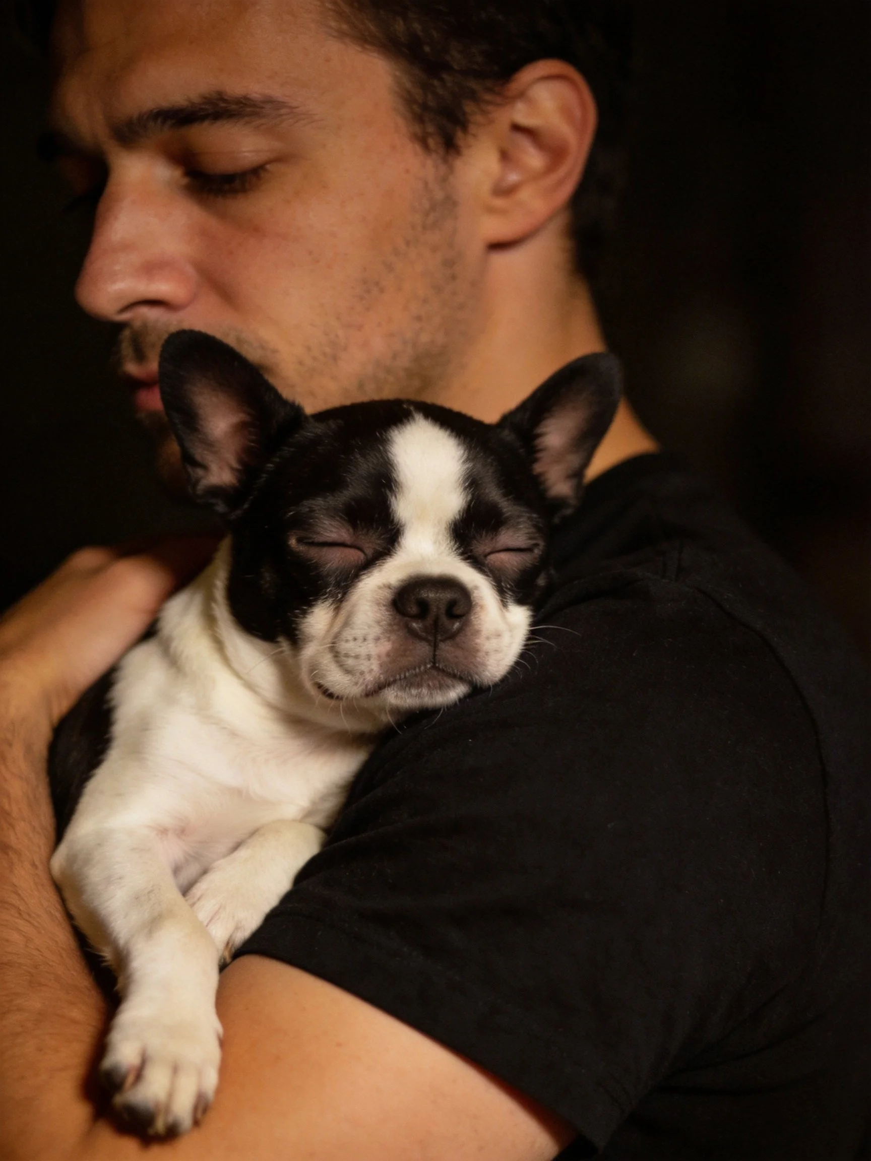 A man cradling a black - and - white Boston Terrier puppy