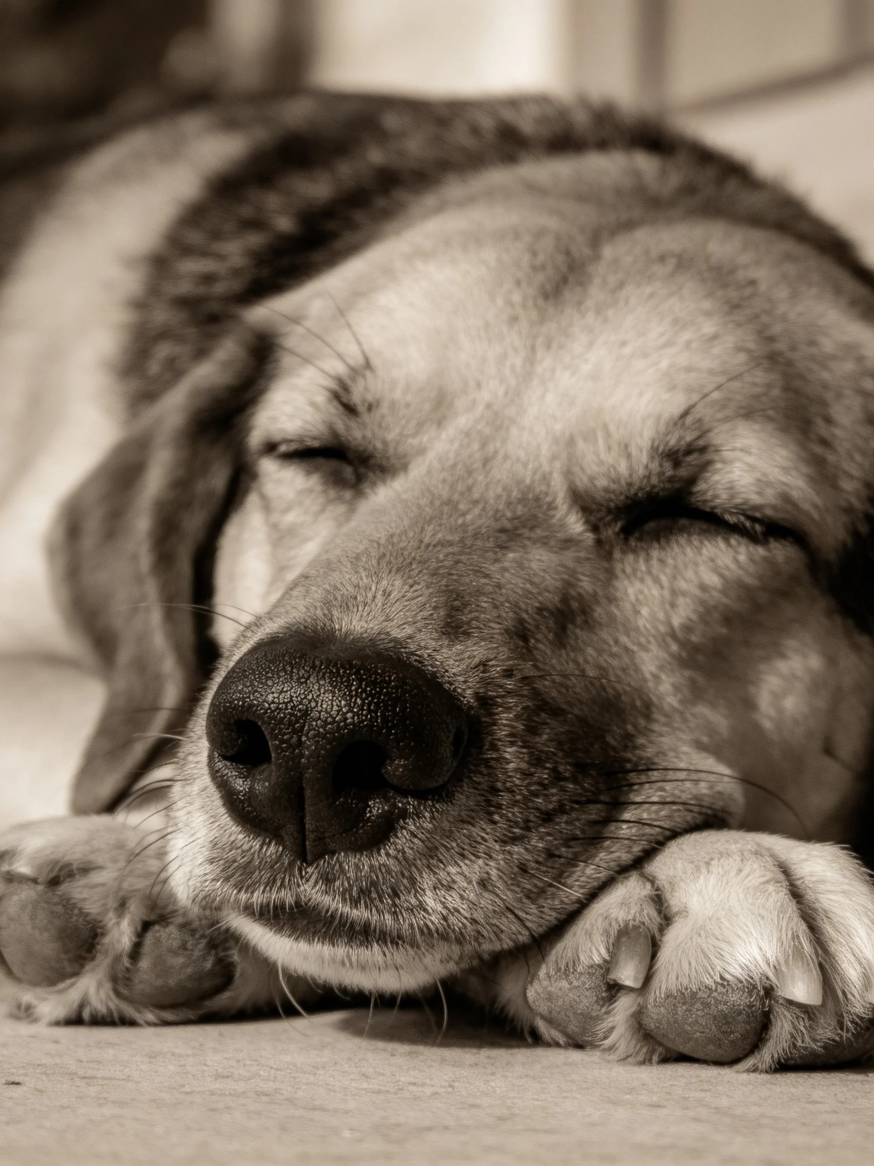 A peaceful black - and - white close - up of a sleeping dog