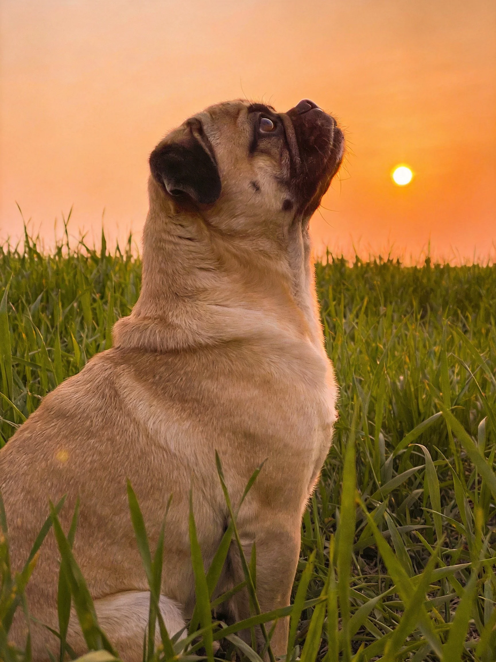 A pug sits among tall grass, gazing toward the setting sun.