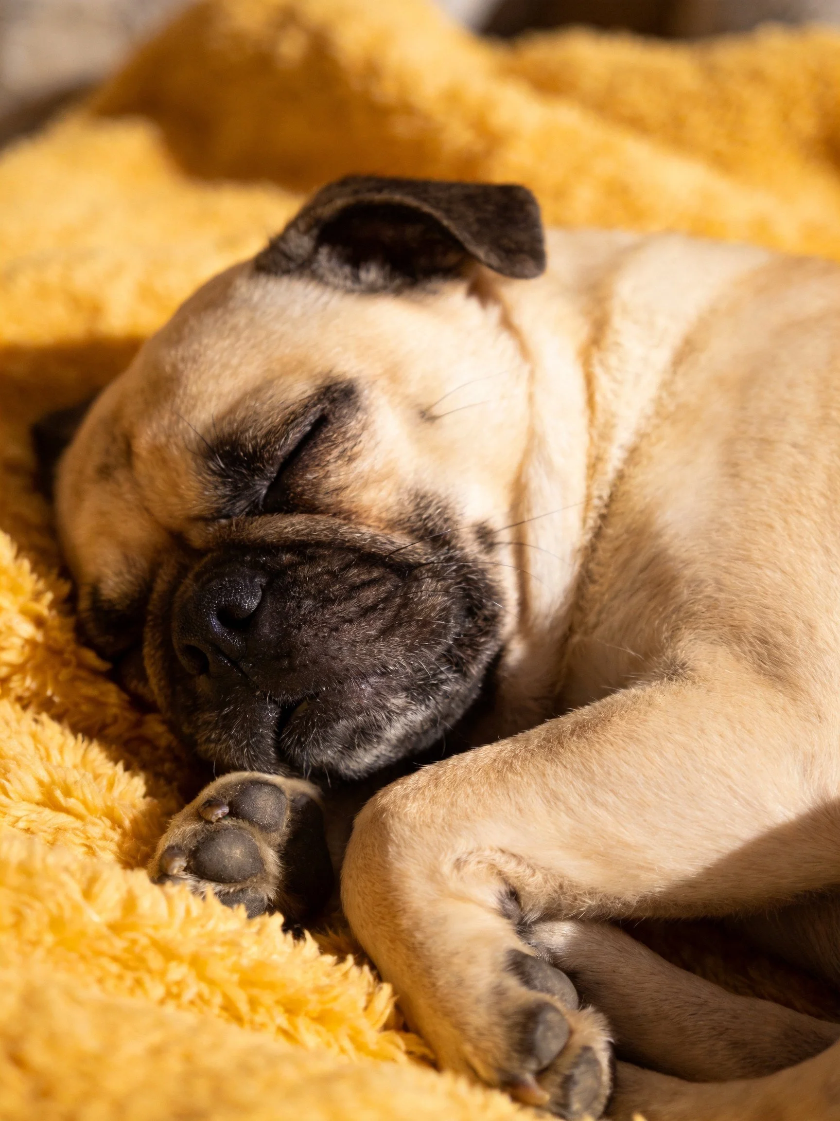 A pug puppy sleeps soundly on a soft yellow blanket.