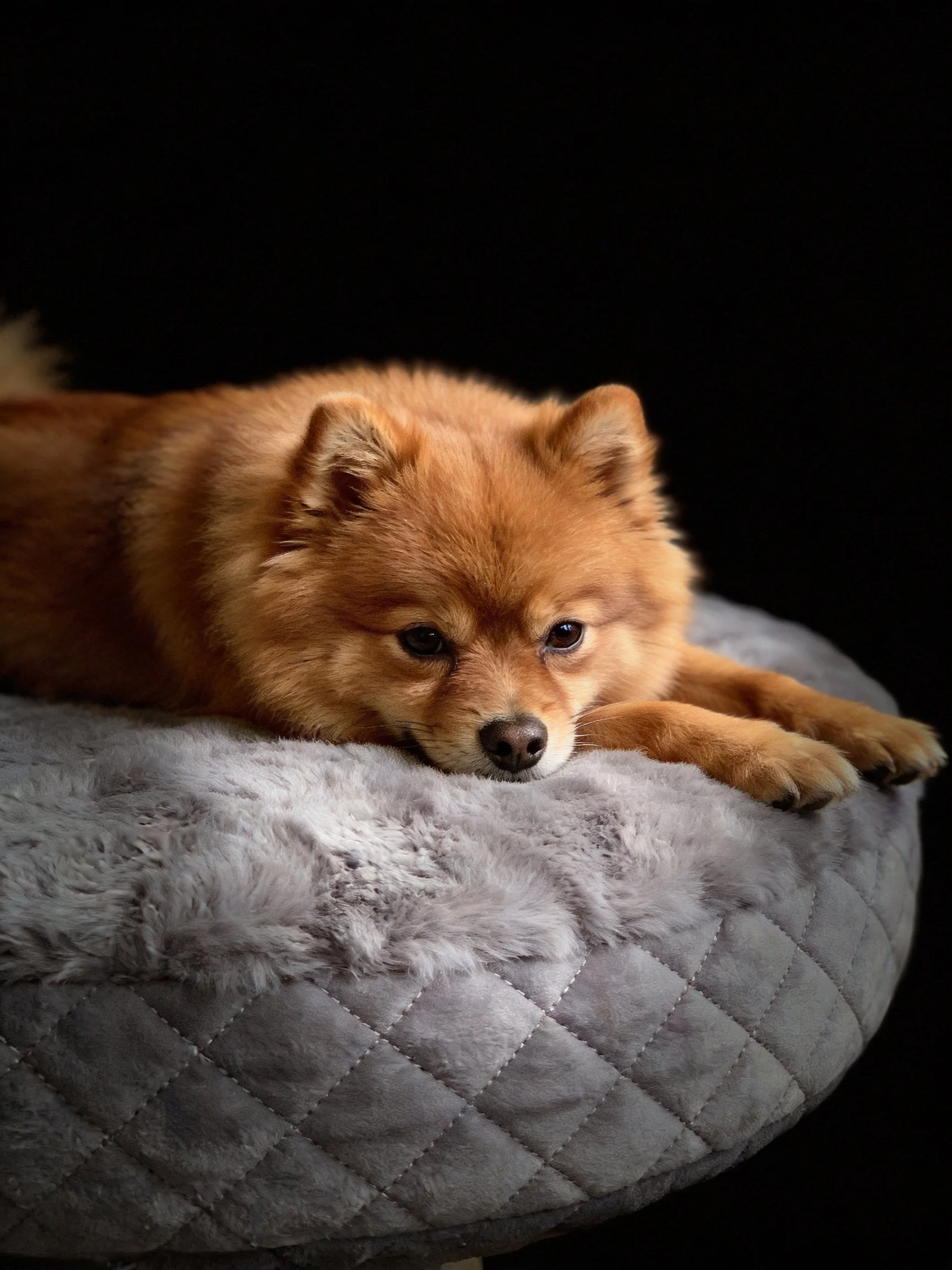 A reddish-brown Pomeranian relaxes on a quilted gray pet bed.