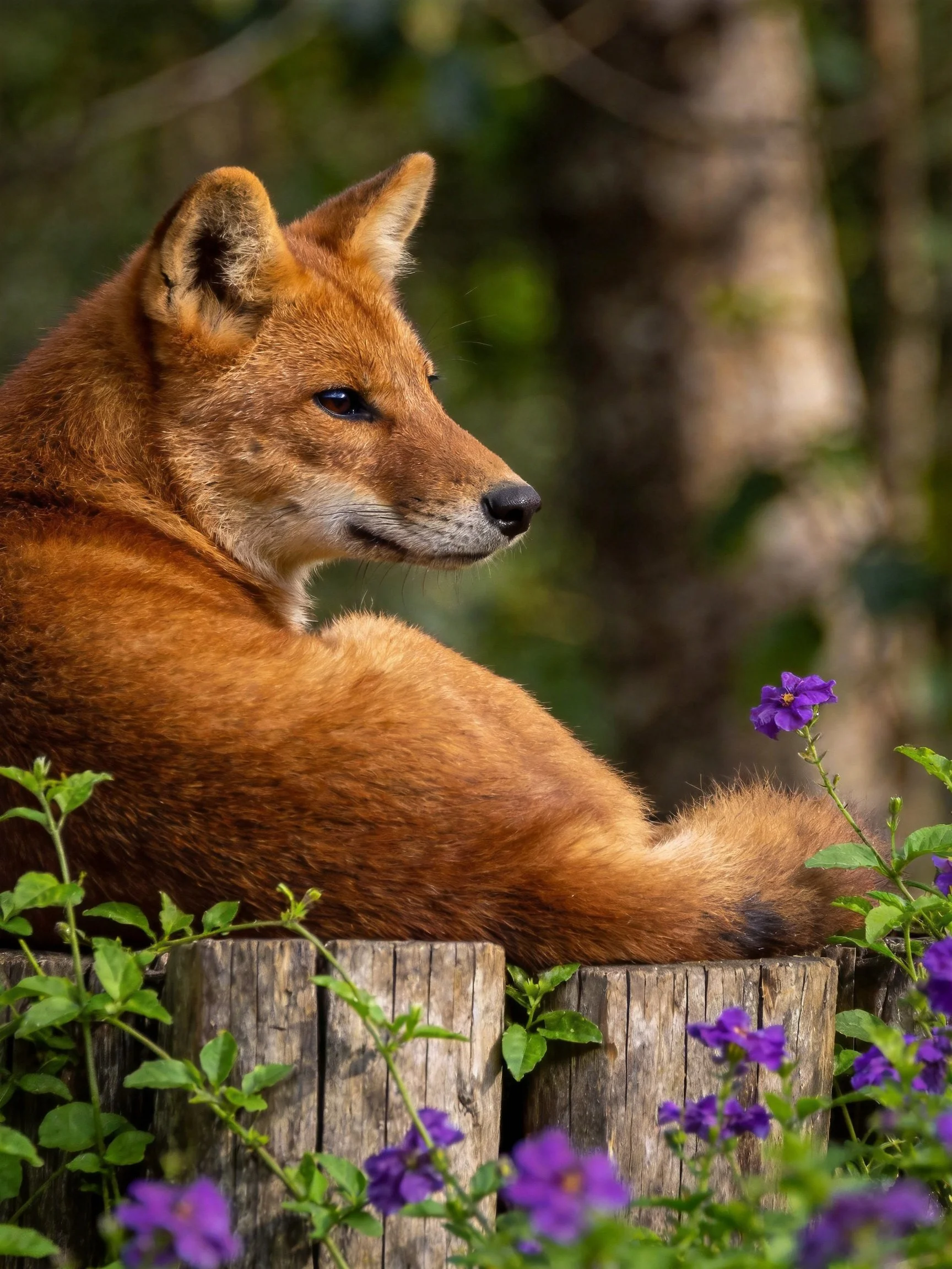 A reddish-brown canid relaxes by a wooden fence with purple flowers in nature.