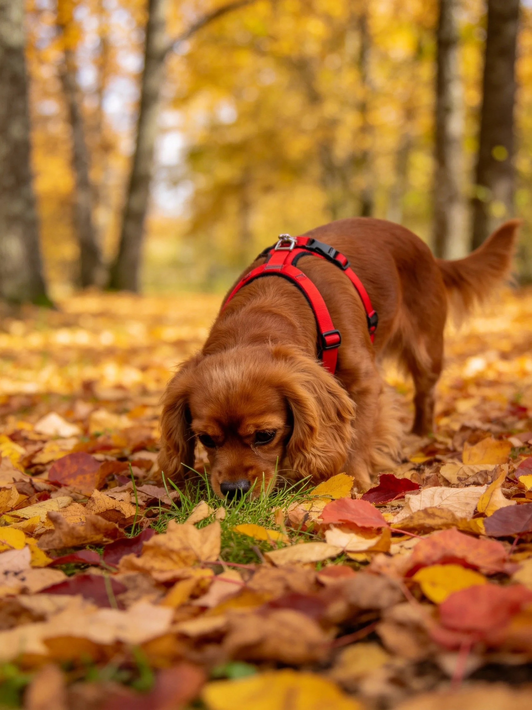 A brown dog with a red harness sniffs at grass amid colorful fallen leaves in a golden forest.