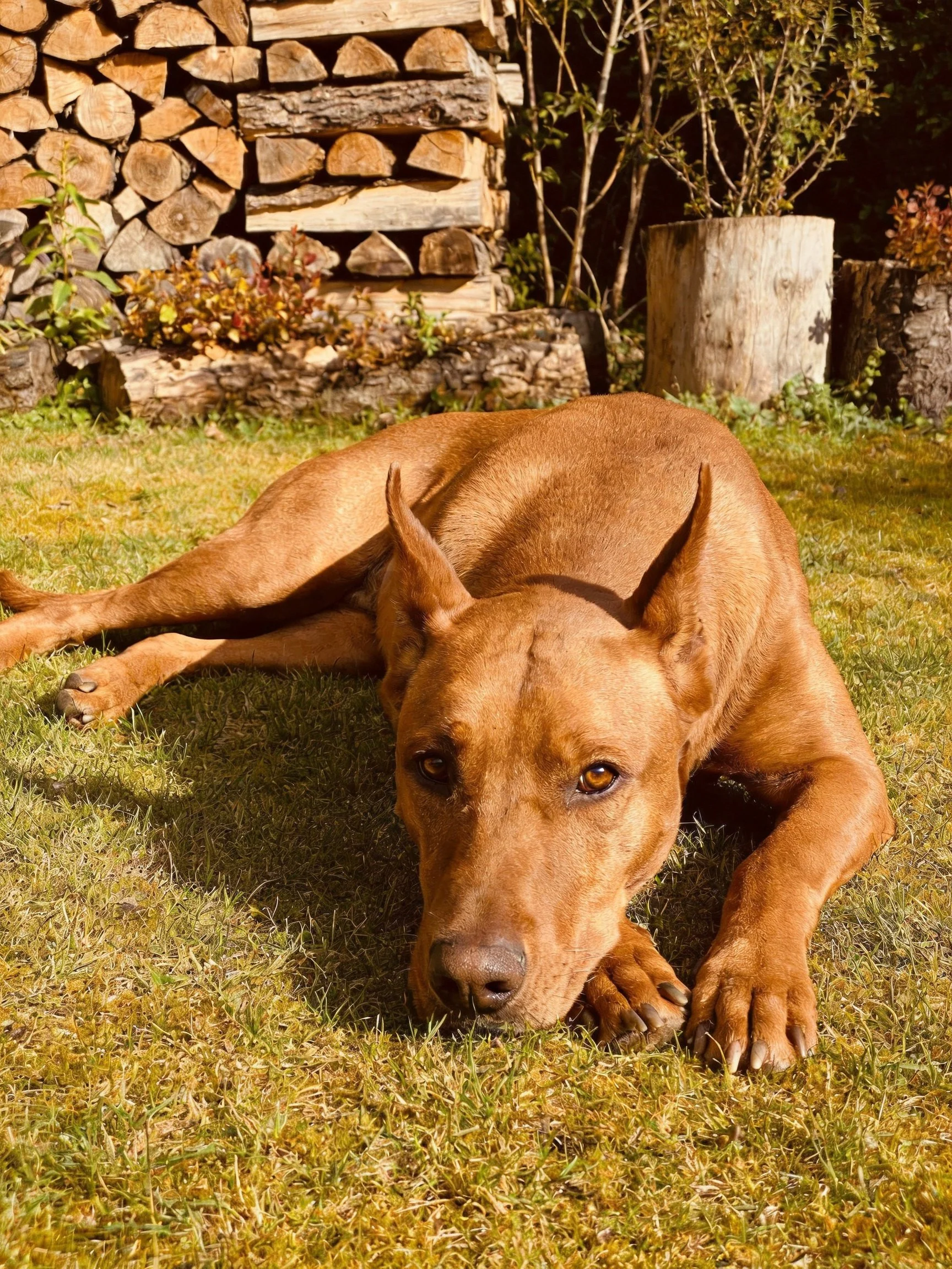 A reddish-brown dog relaxes on grass beside stacked firewood.