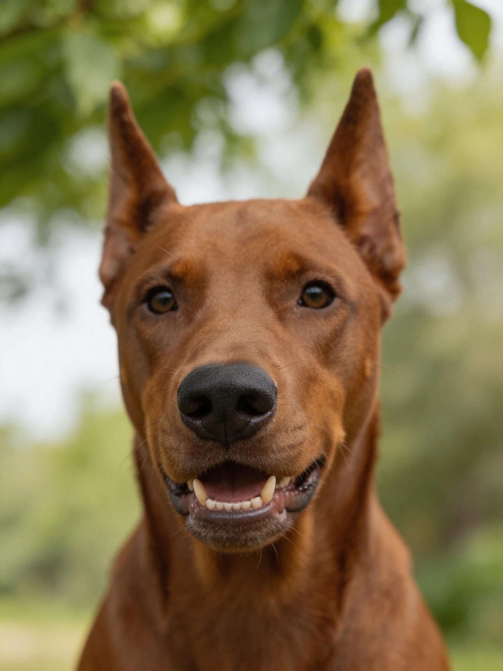 A reddish-brown dog with upright ears amid green foliage