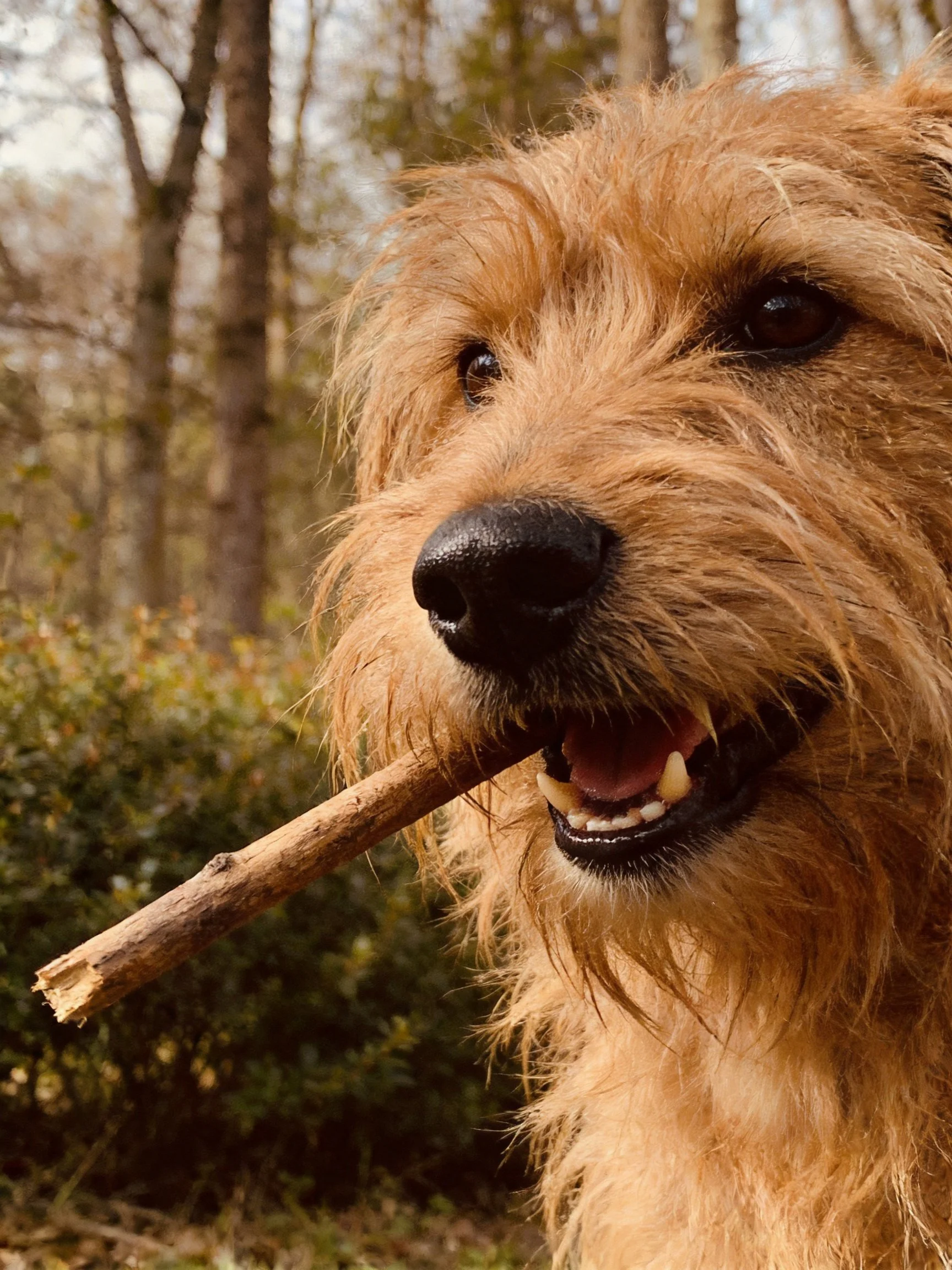 A shaggy golden dog carrying a wooden stick in a wooded area
