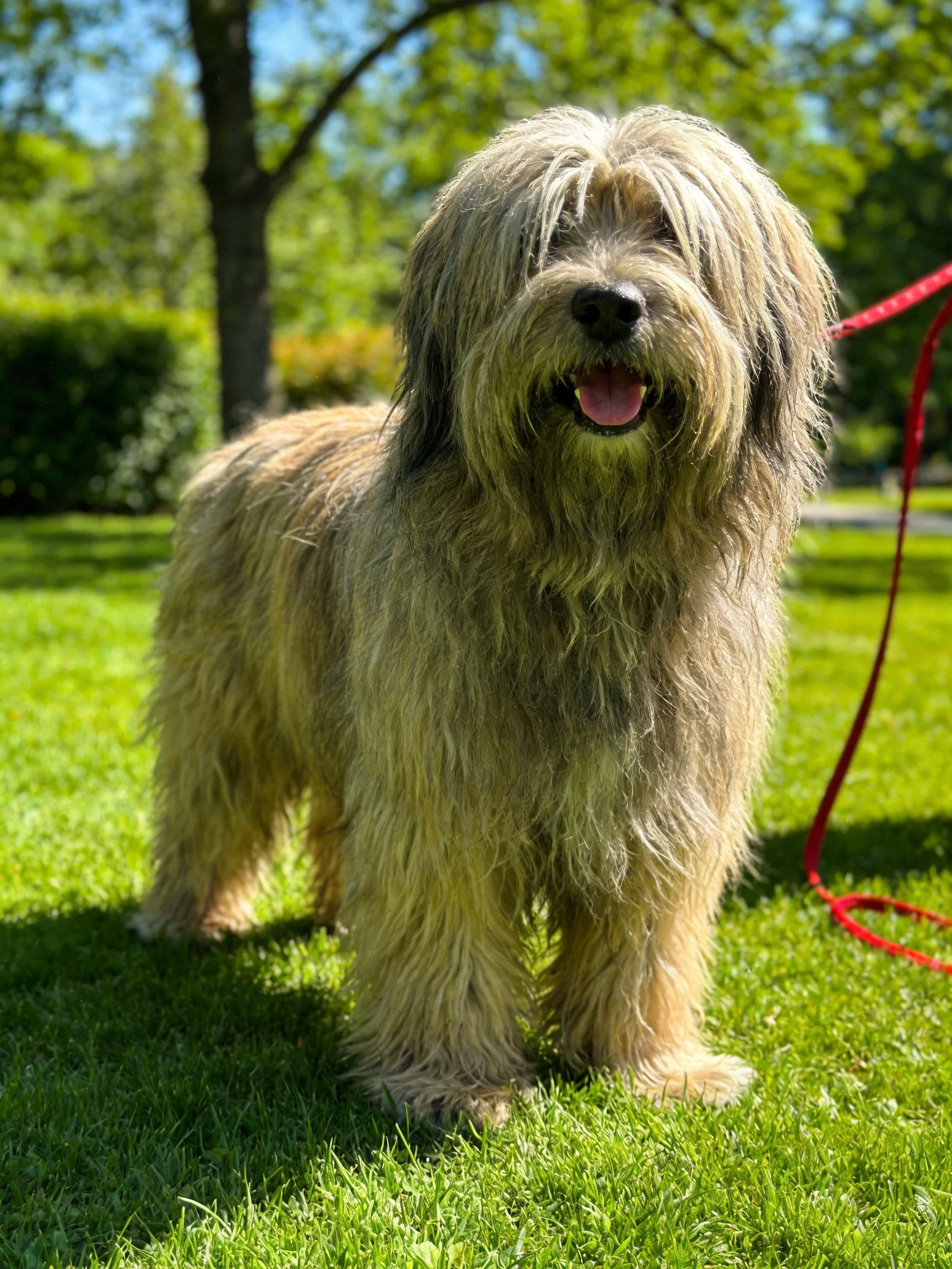 A shaggy dog stands on grass in a sunlit park.