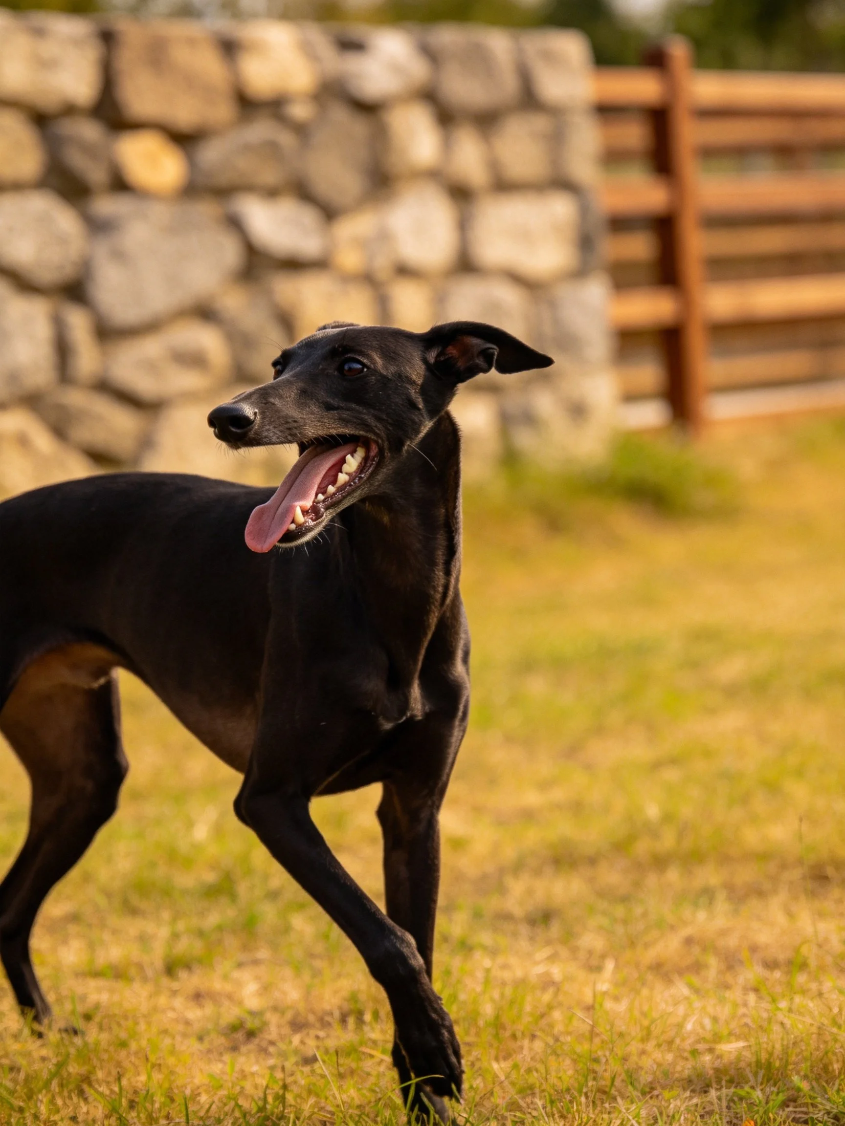 A sleek black greyhound stands on sunlit grass near a stone wall