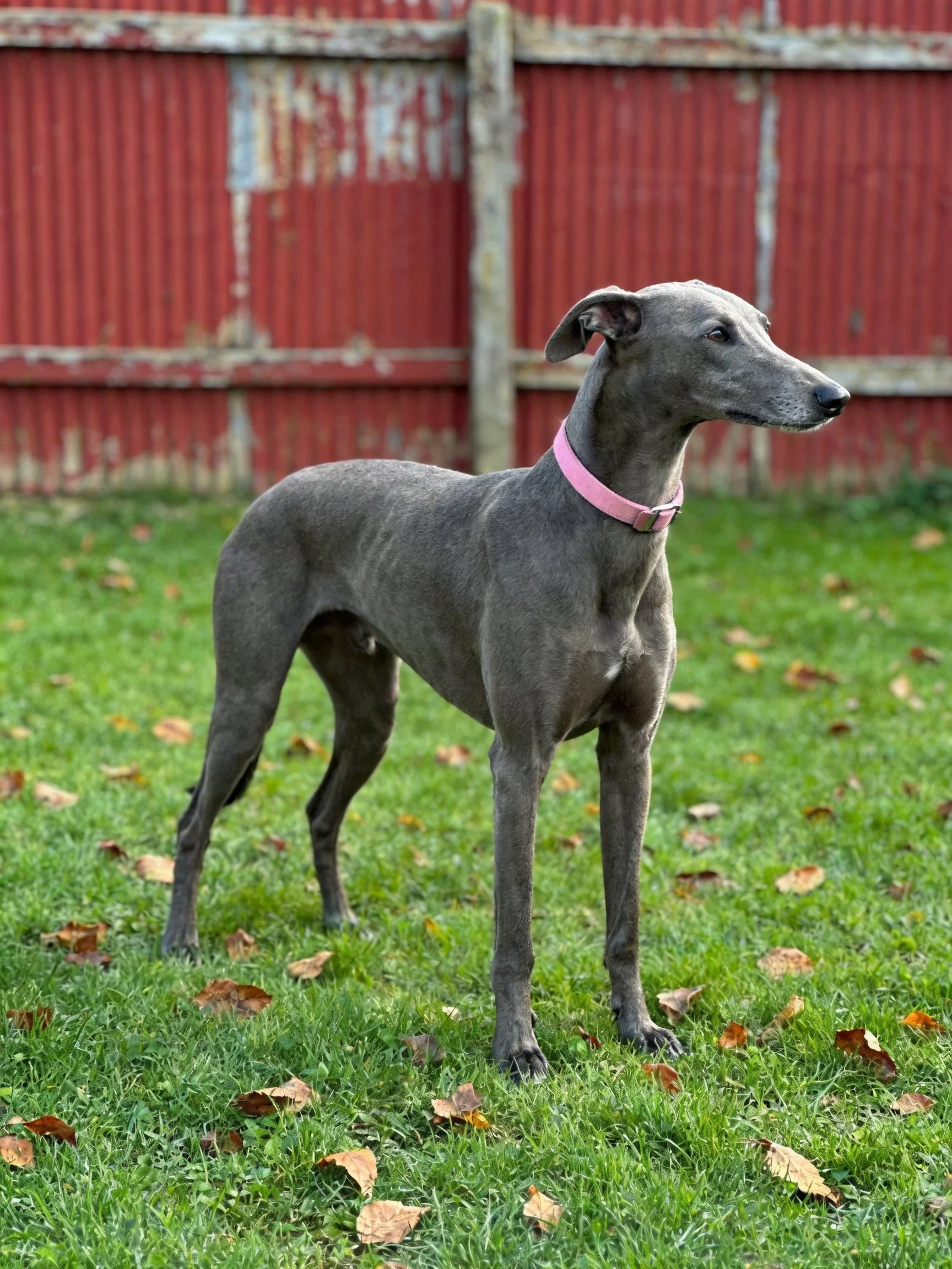 A sleek grey dog stands on grass with scattered autumn leaves near a rusted red fence