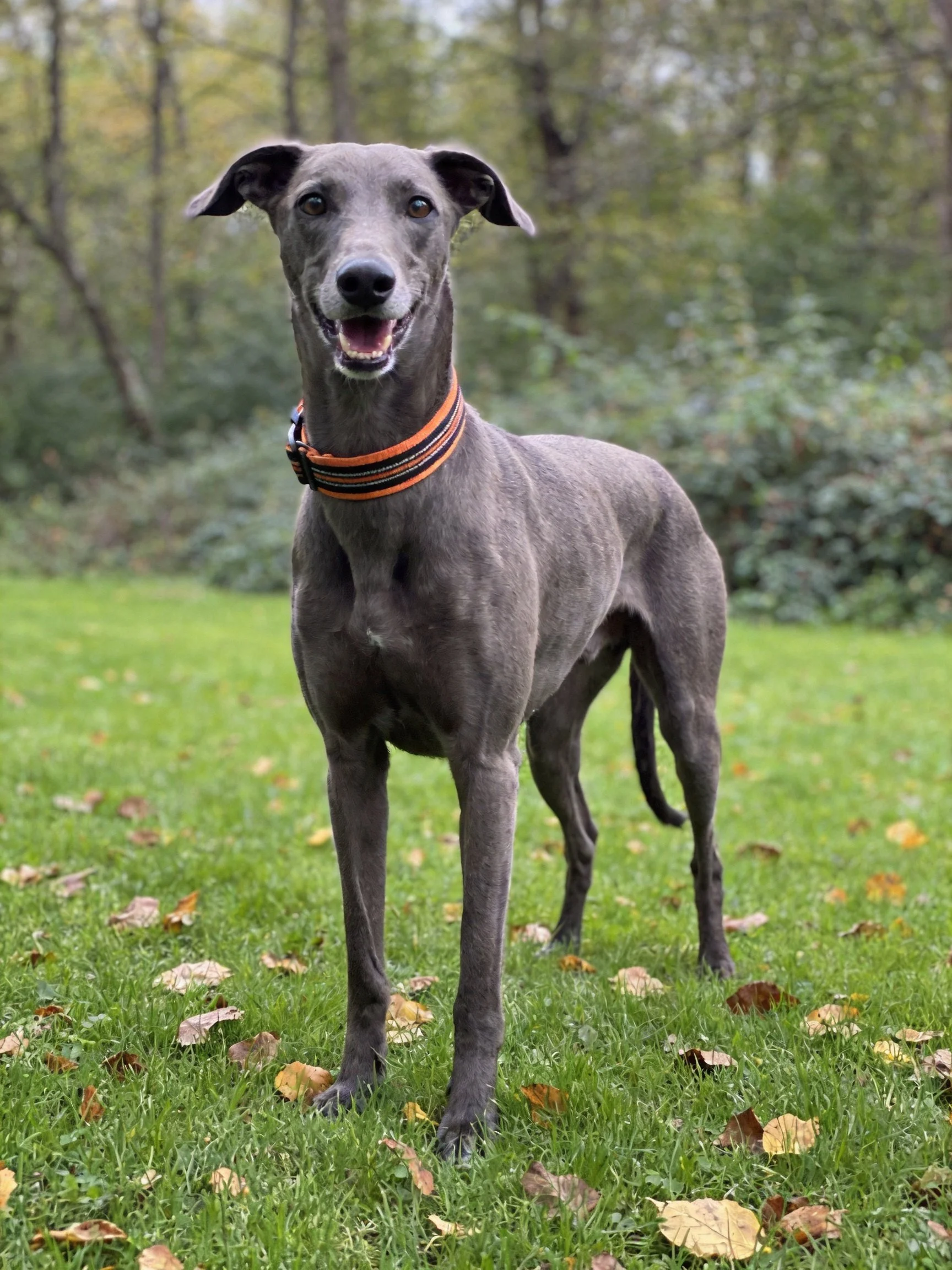 A grey dog stands on grass with scattered autumn leaves.