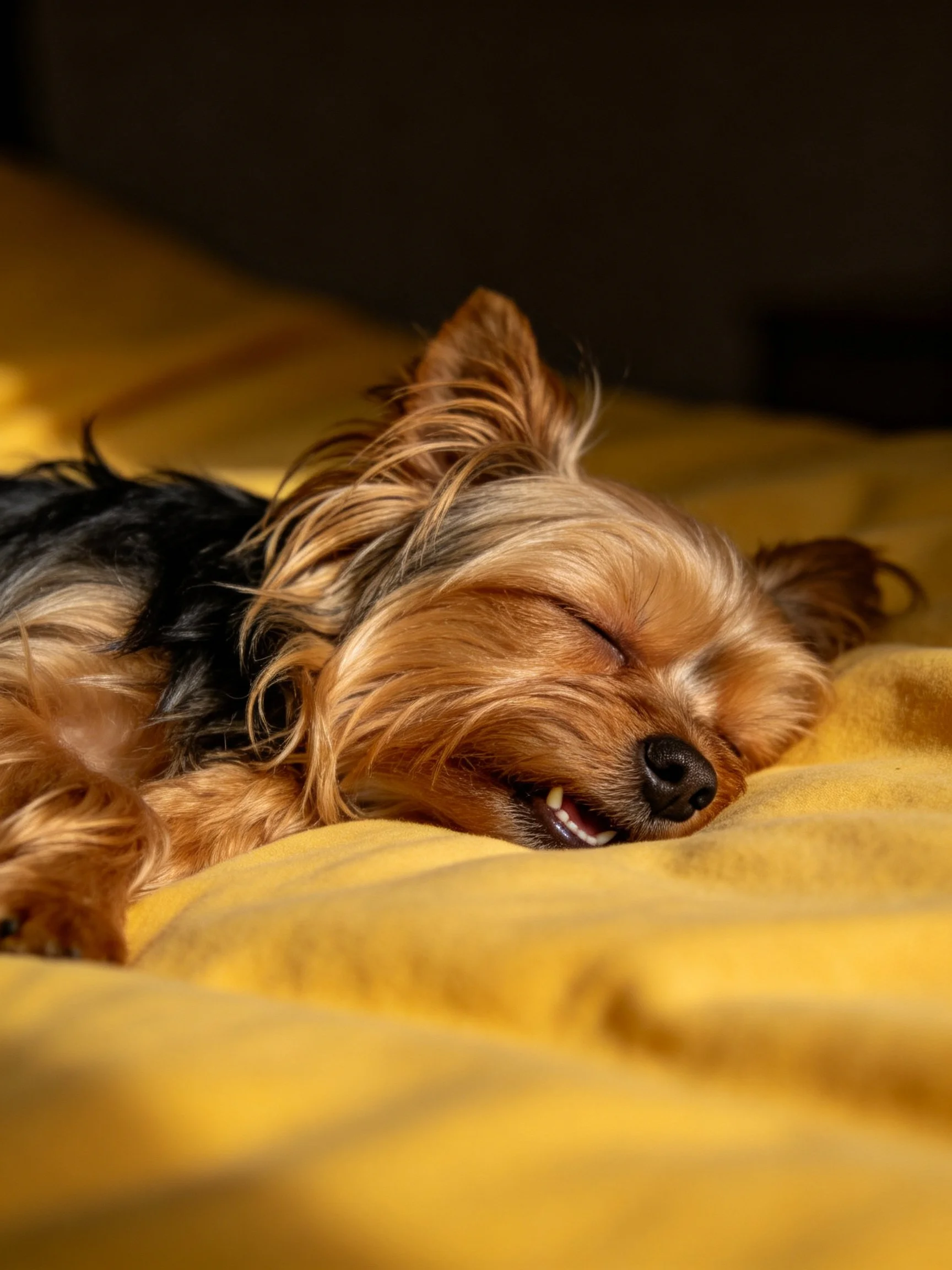 A small Yorkshire Terrier sleeps contentedly on a bright yellow blanket