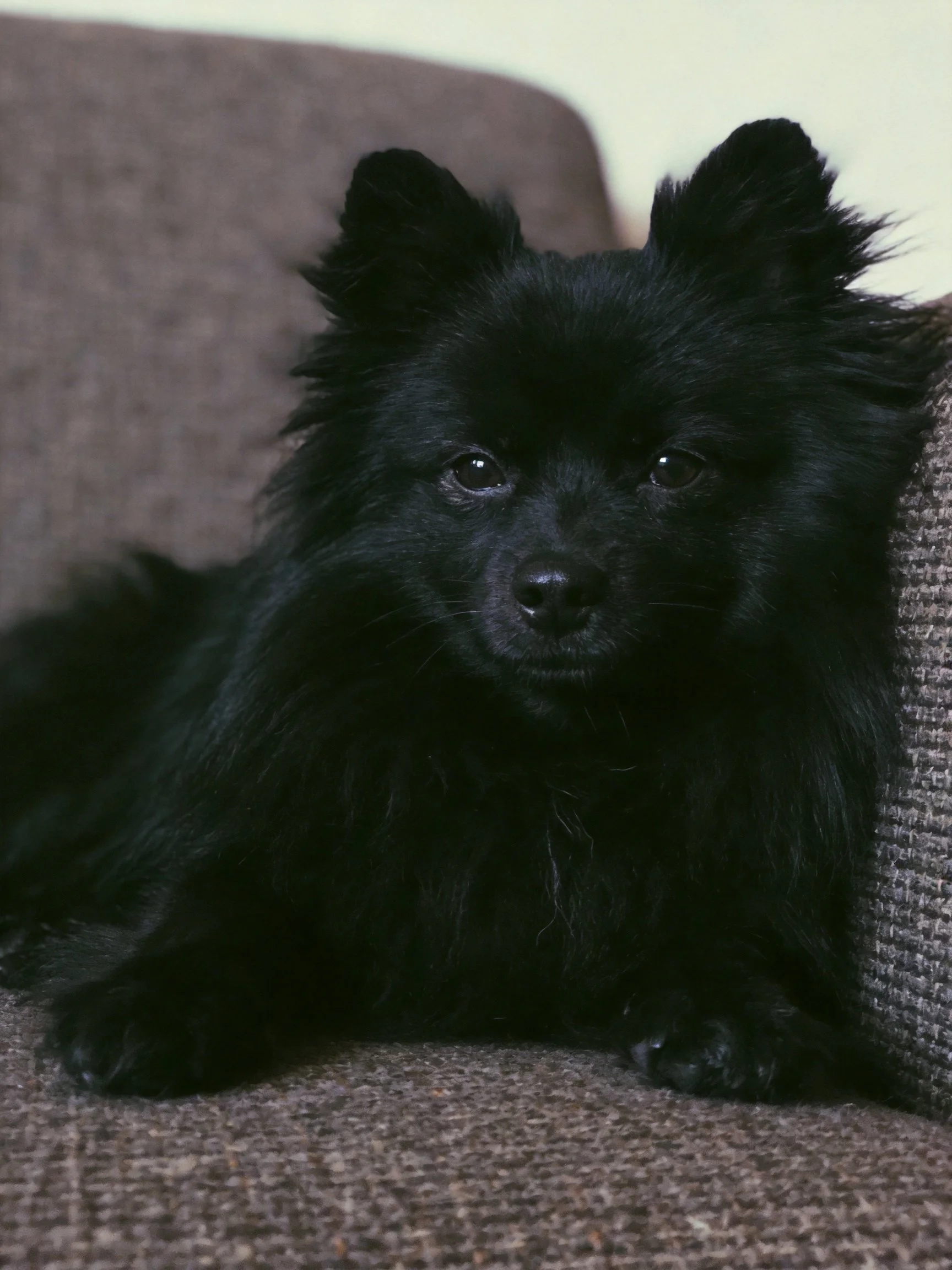 A small black Pomeranian rests on a brown sofa
