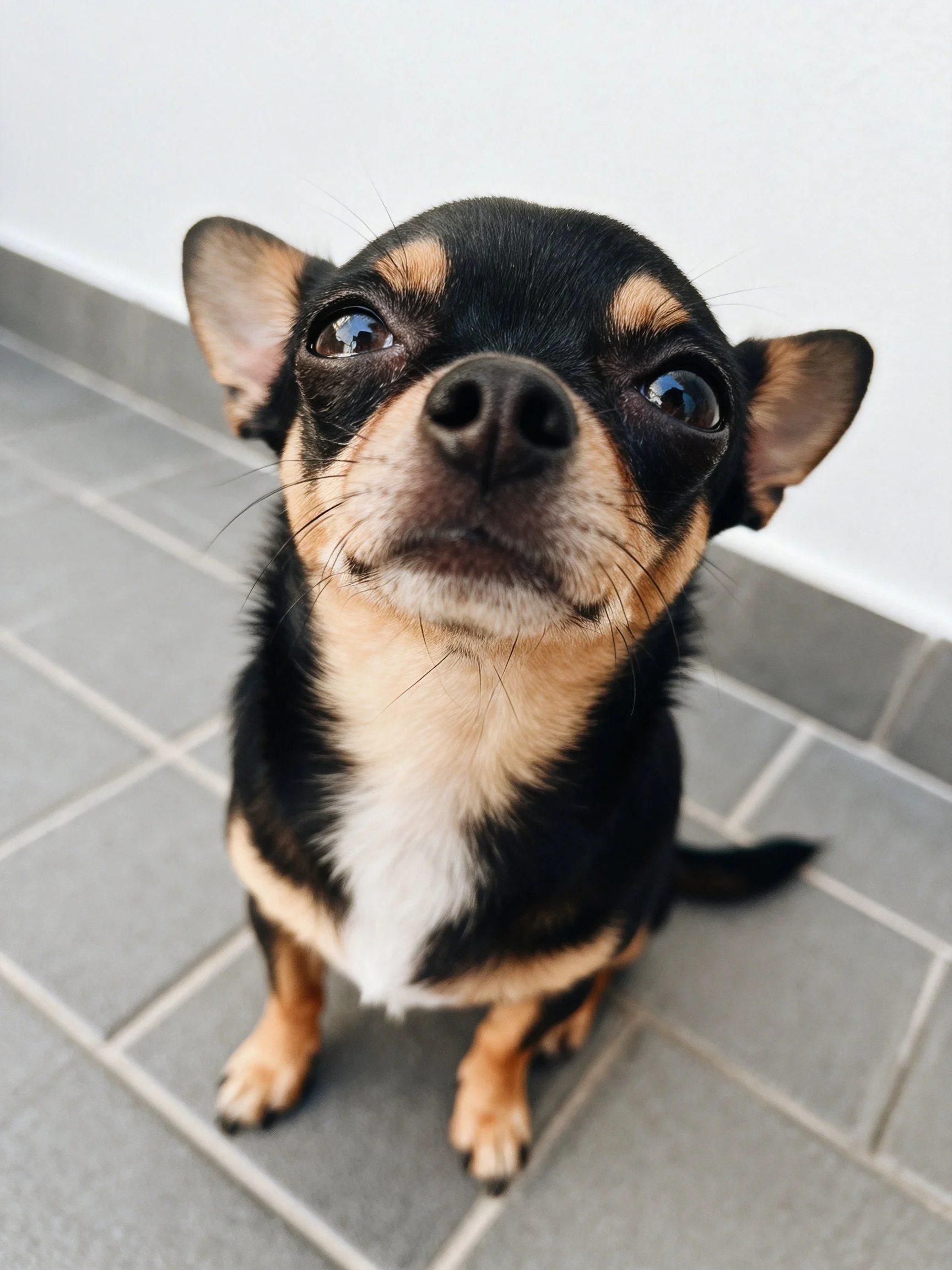 A small black and tan Chihuahua sits on gray tiles while gazing upward.
