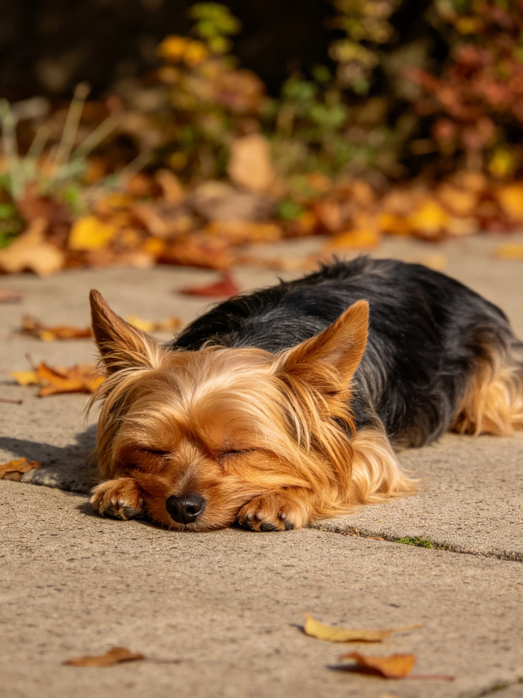 A small dog naps on pavement amid scattered autumn leaves