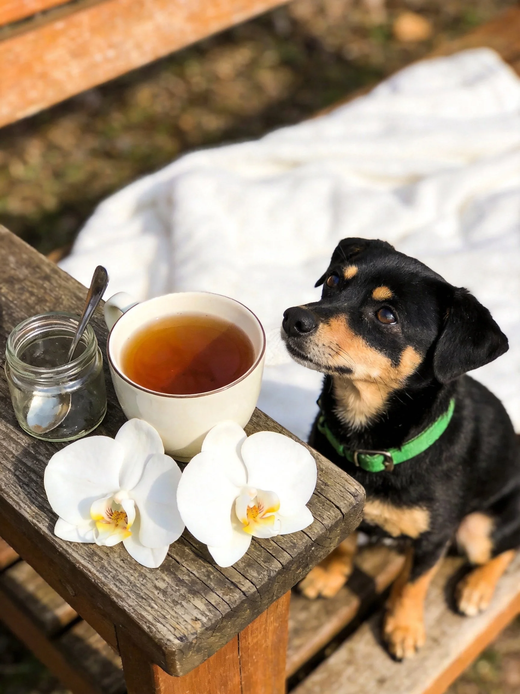 A small dog sits near a teacup, jar, and orchids on an outdoor wooden bench