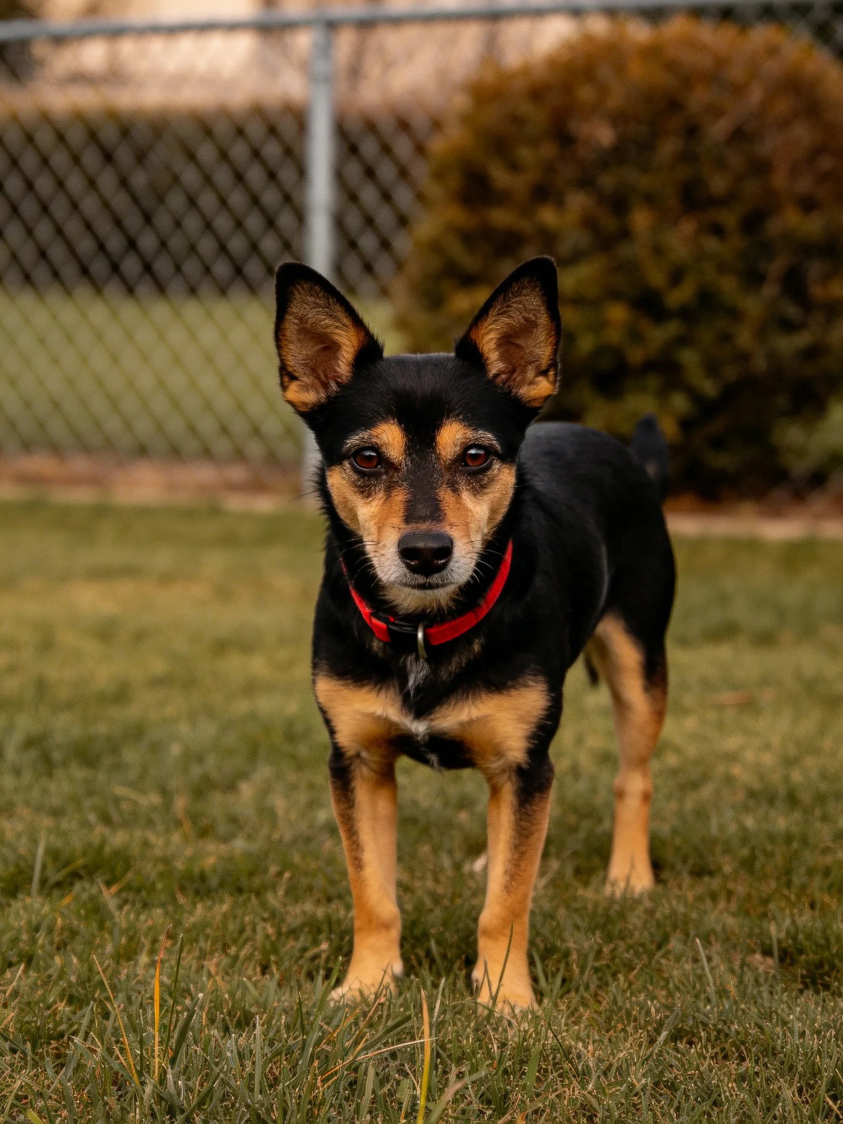 A small black and tan dog with a red collar stands on grass near a chain-link fence