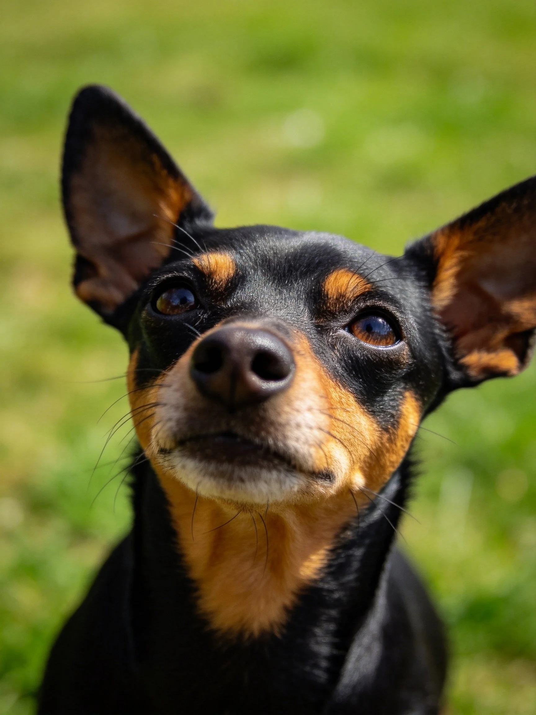 A small black and tan dog gazes upward with large ears on green grass.