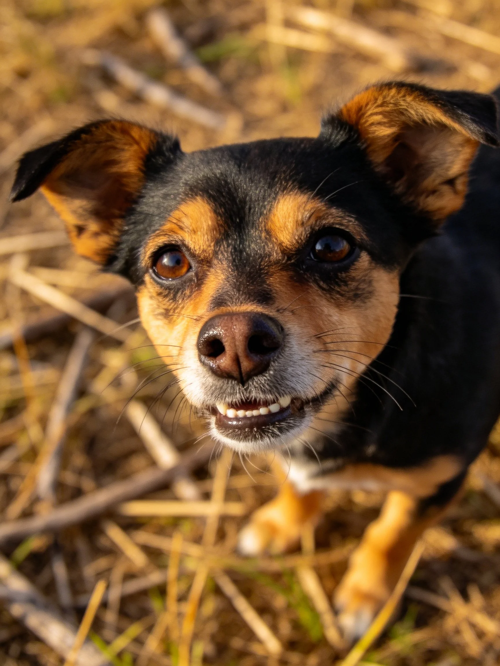 A small black and tan dog gazes upward amid dry vegetation.