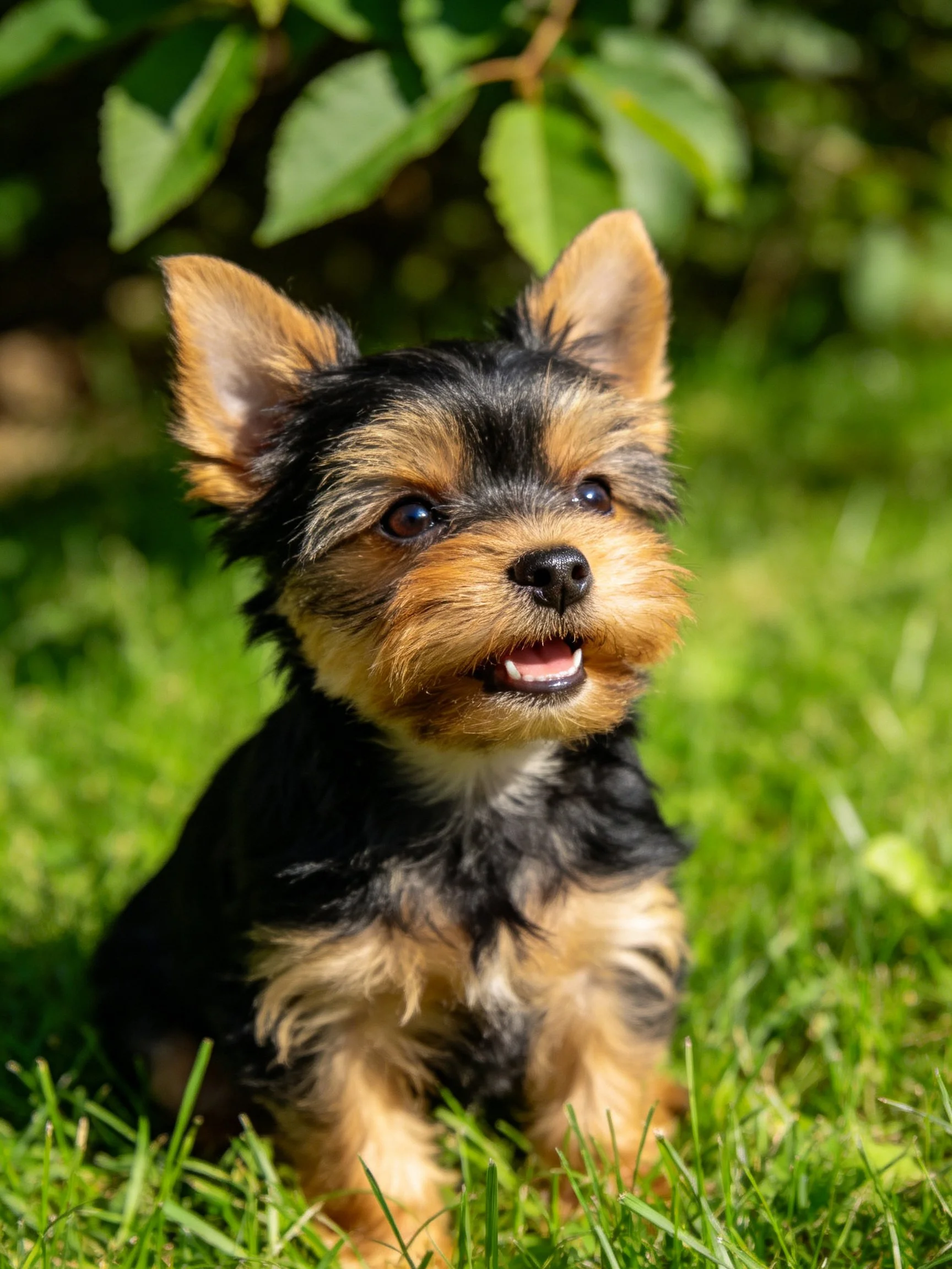 A small black and tan puppy sits on green grass in a sunny outdoor setting.