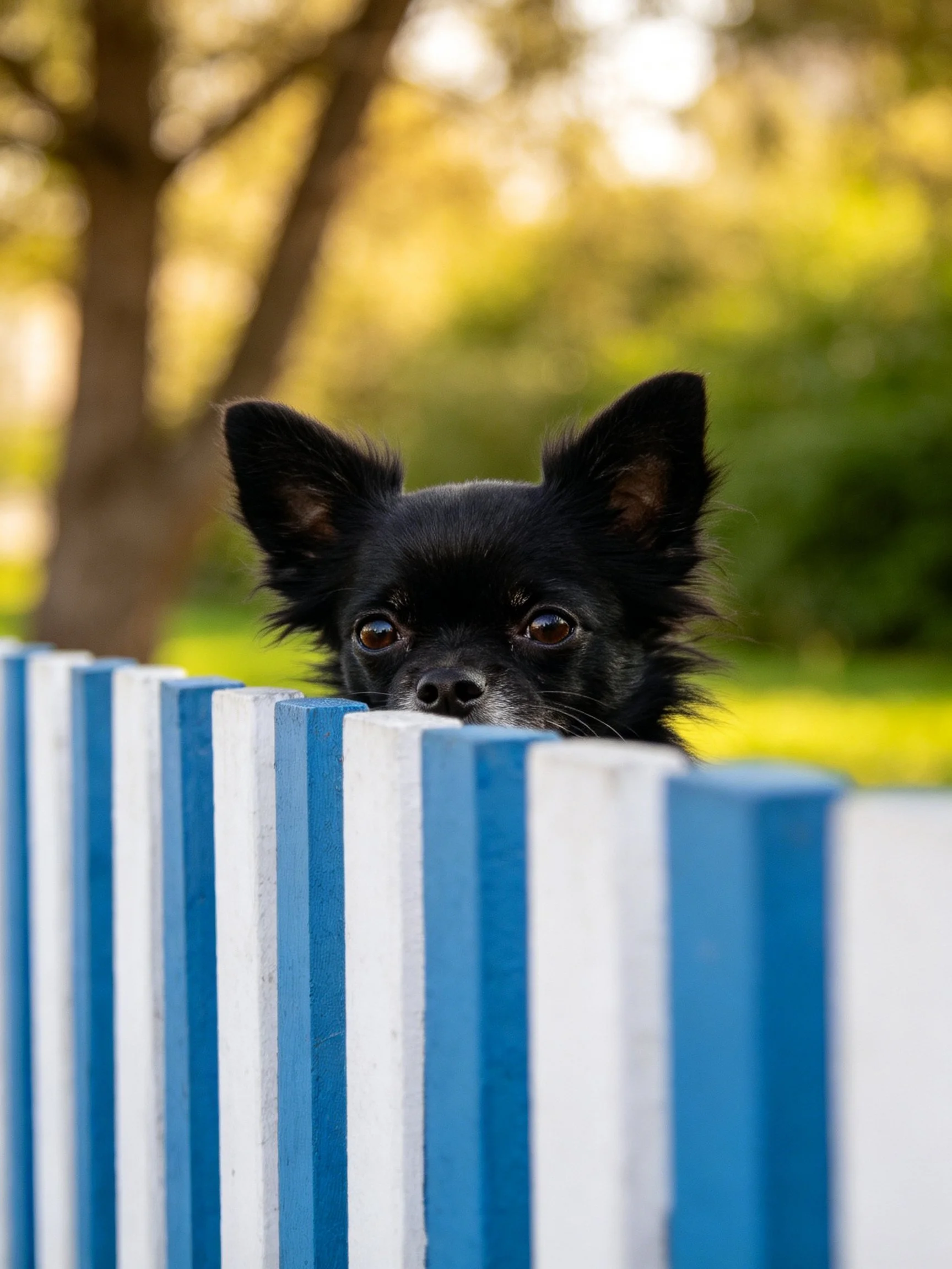 A small black dog looks out from behind a blue and white fence