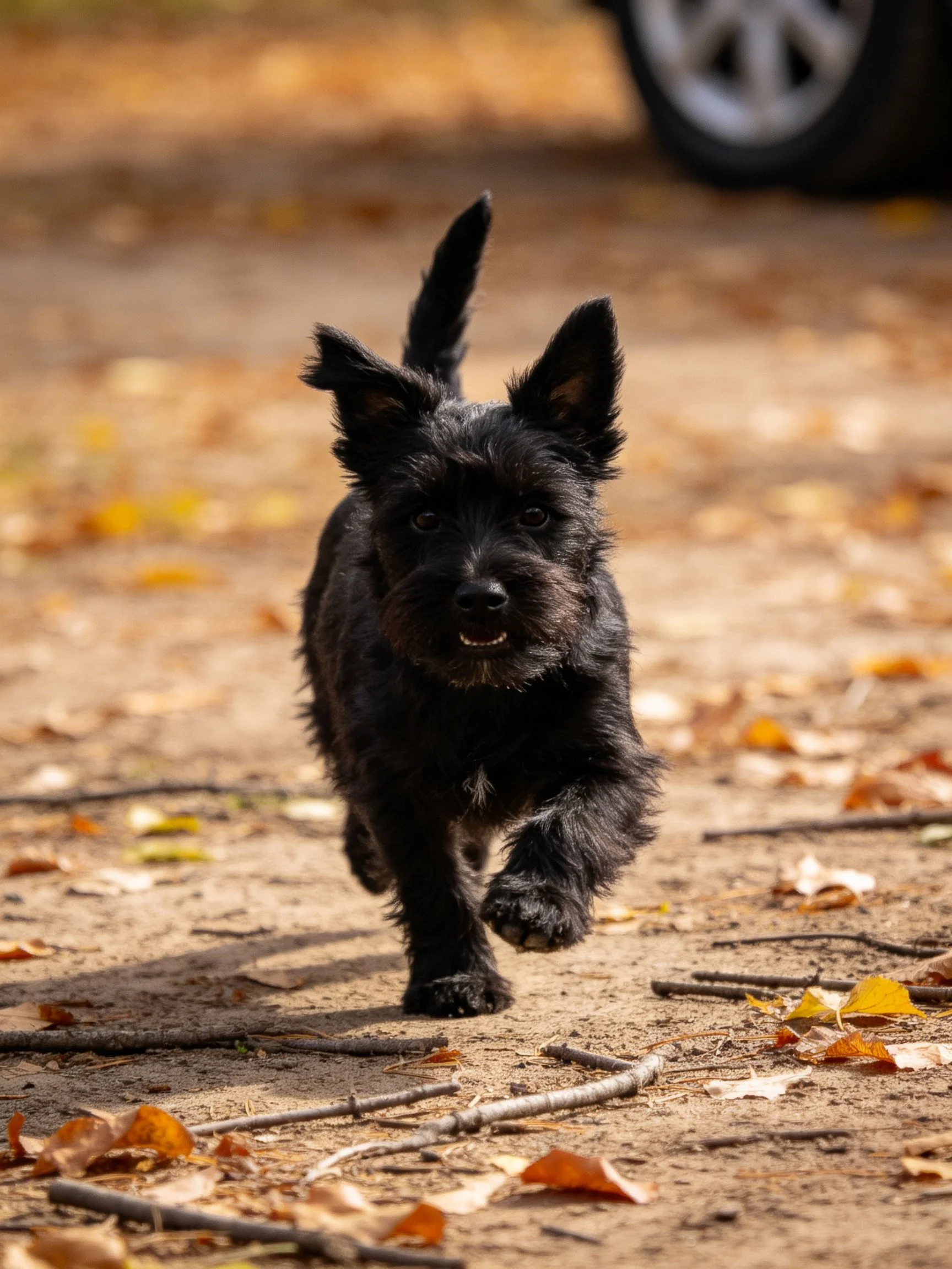 A small black dog runs energetically through scattered autumn leaves on a dirt path.