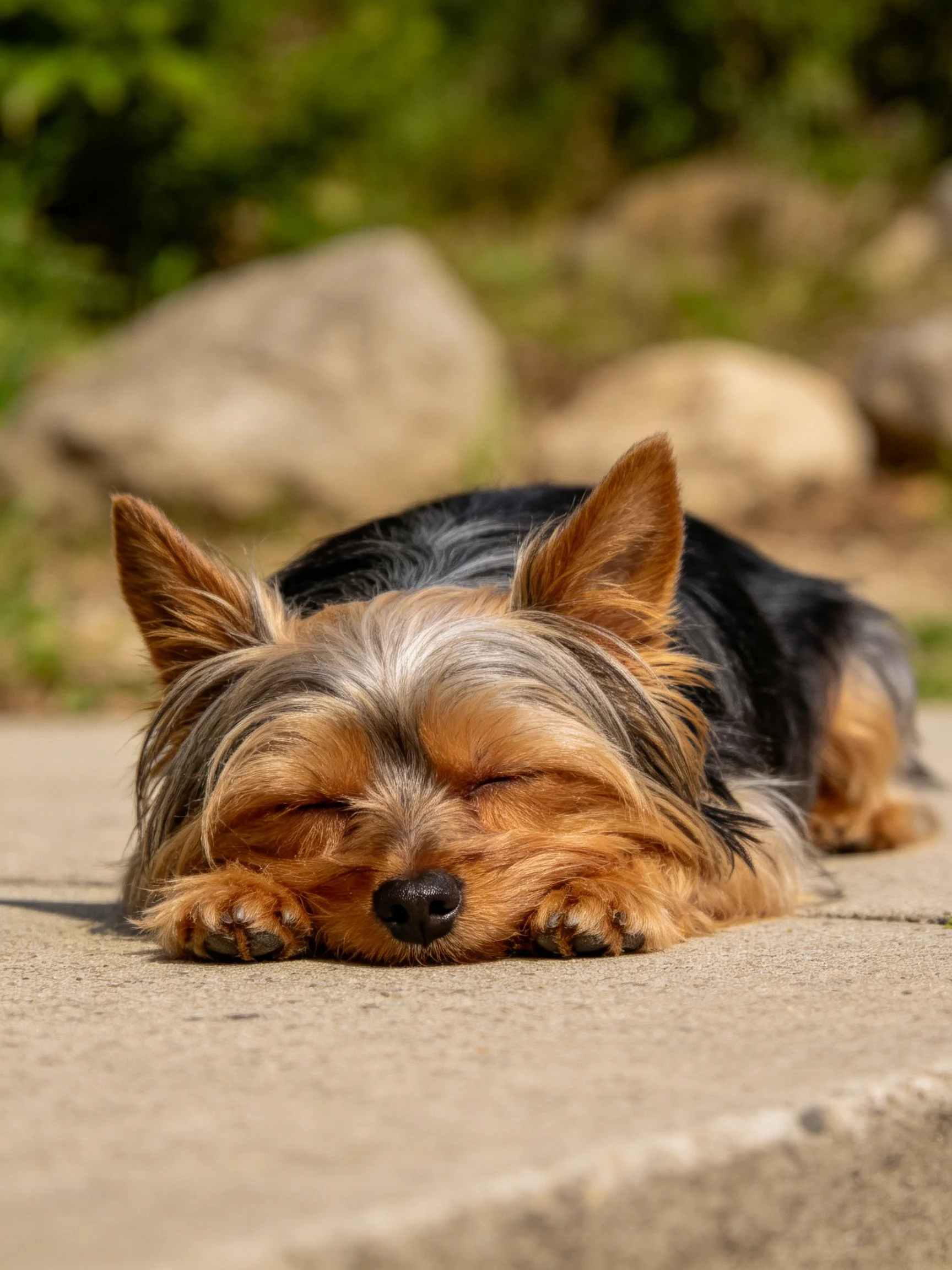 A small Yorkshire Terrier rests with eyes closed on a concrete surface outdoors.