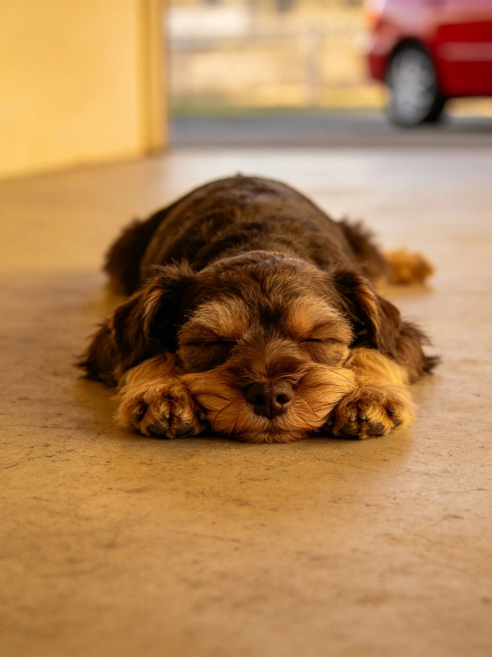 A small brown and tan dog sleeps on a smooth floor.