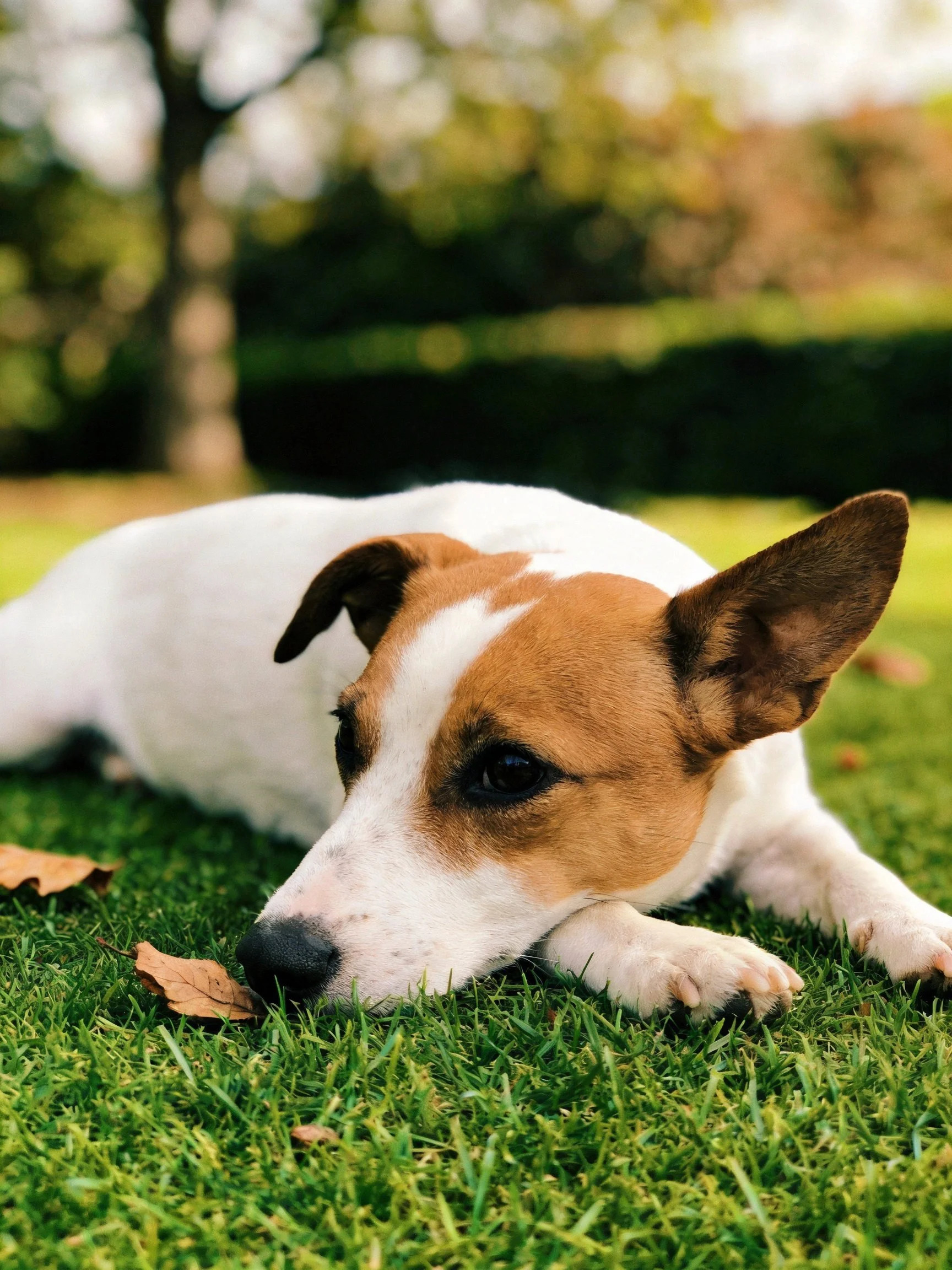 A small brown-and-white dog relaxes on green grass in an outdoor space.