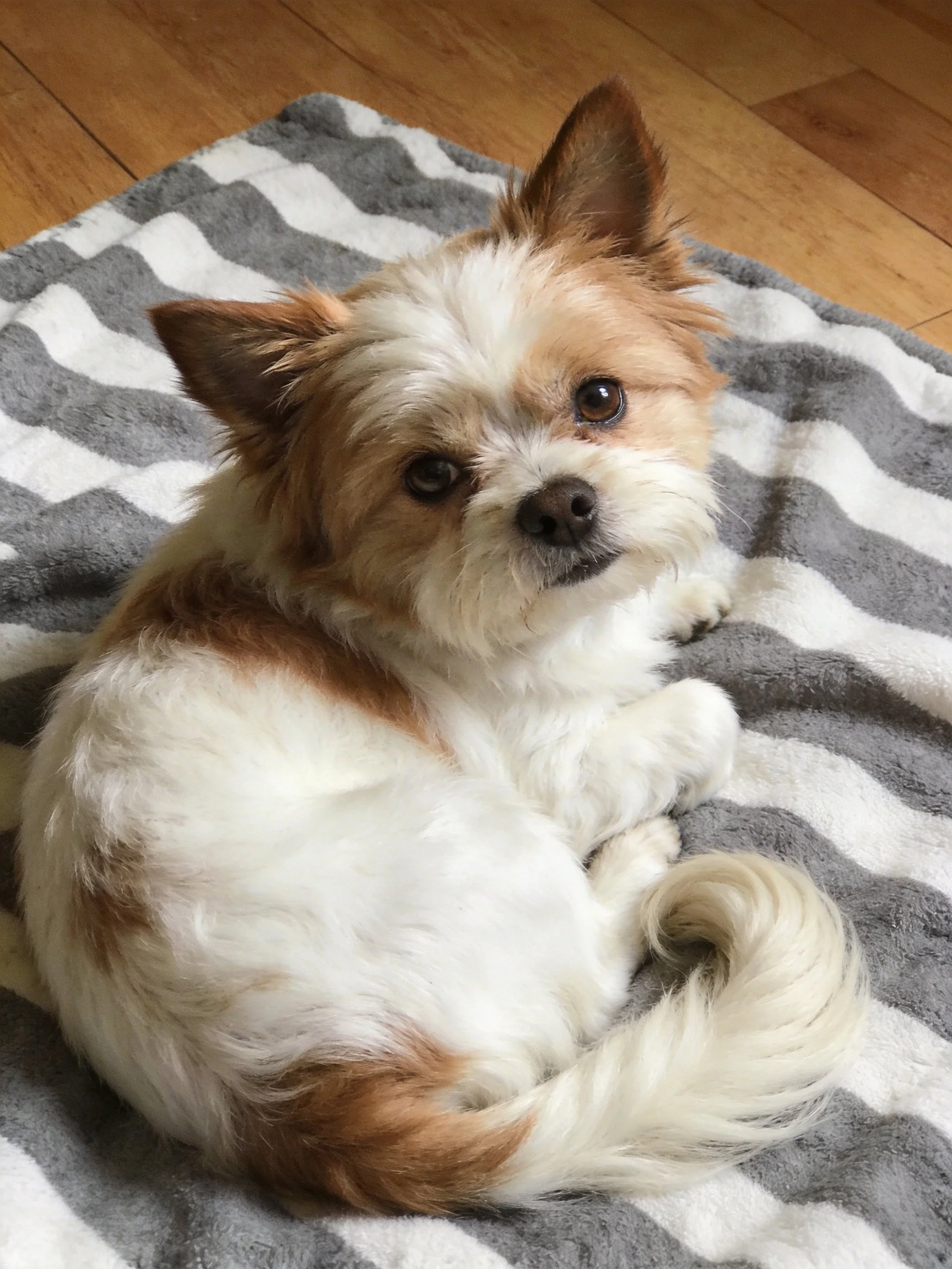 A small brown and white dog rests on a striped blanket indoors
