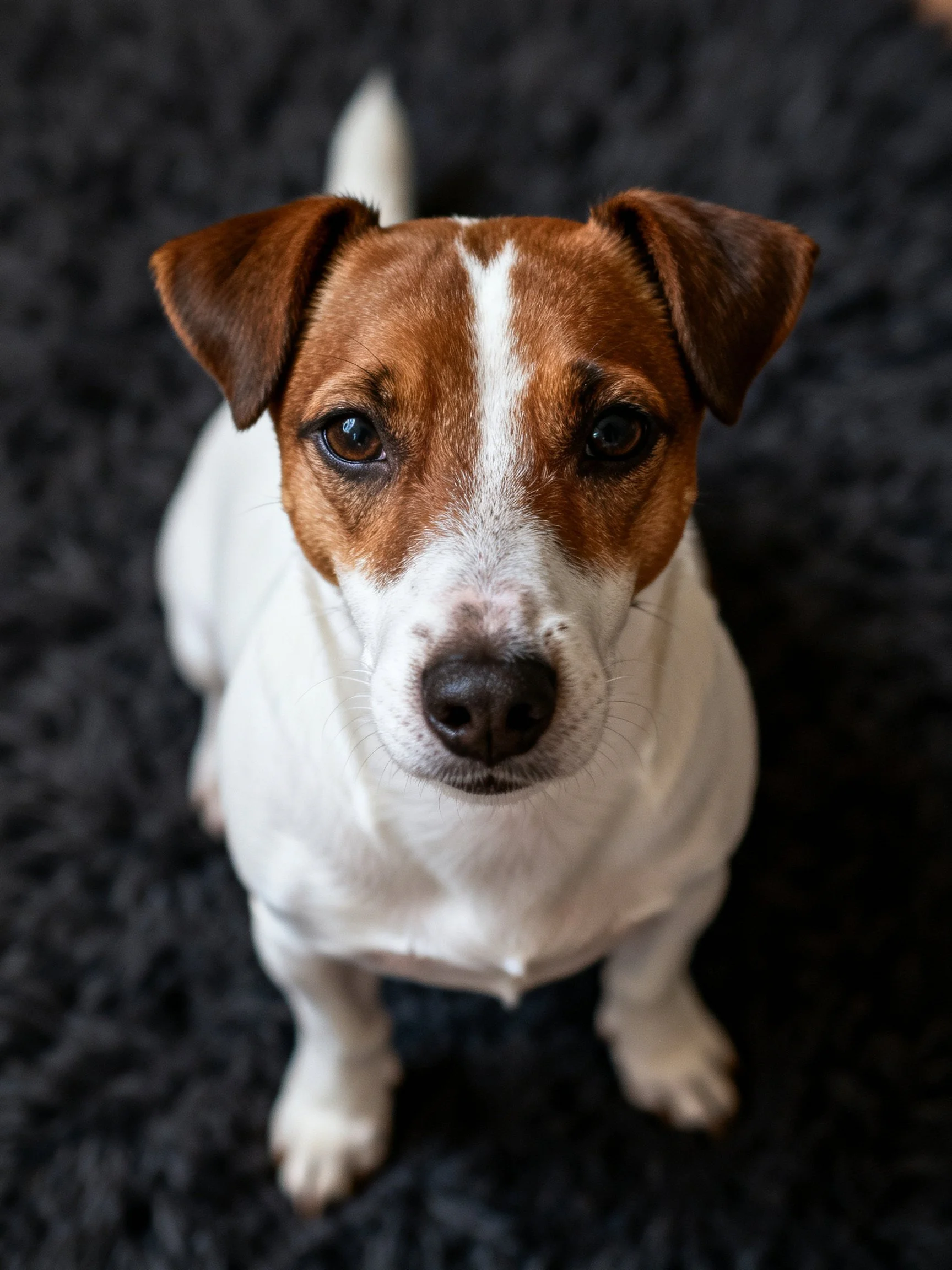 A small brown and white dog gazes upward from a dark textured rug