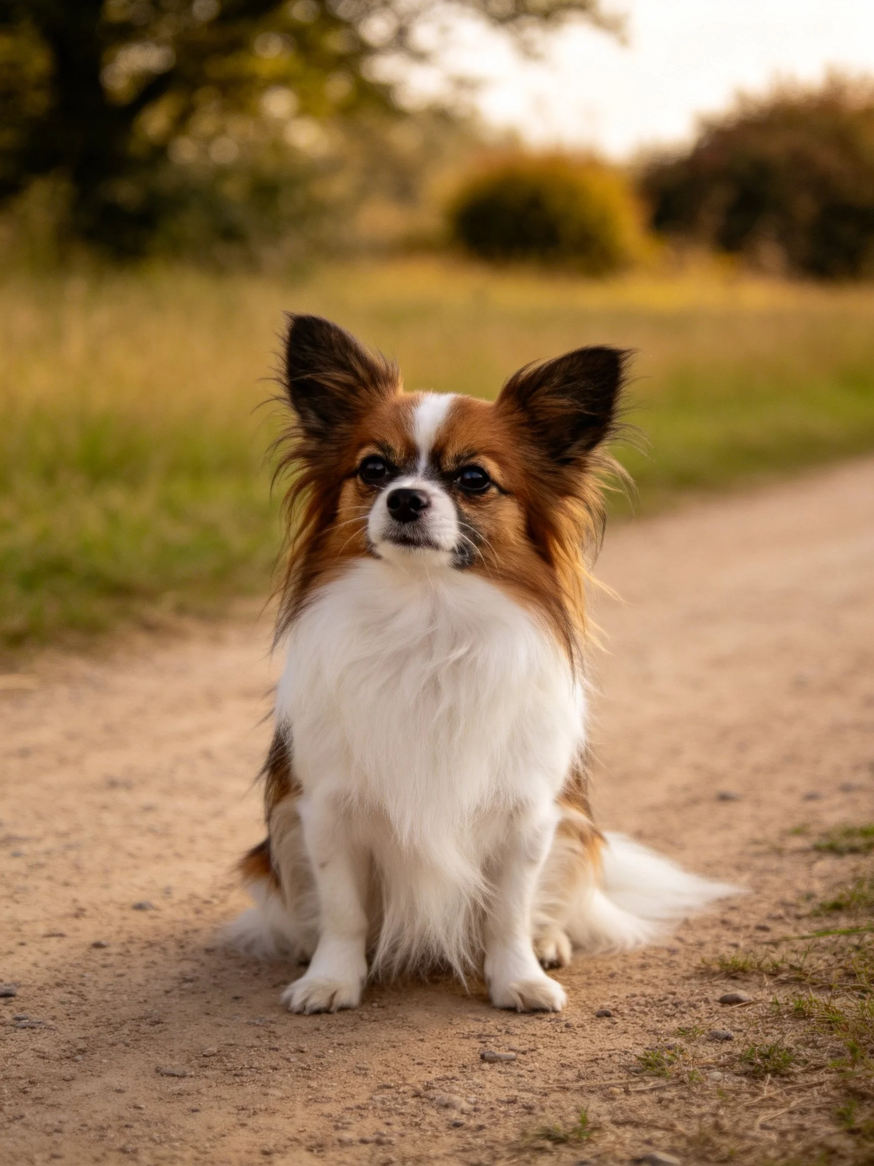 A small brown and white dog sits calmly on a dirt path in a natural outdoor setting.