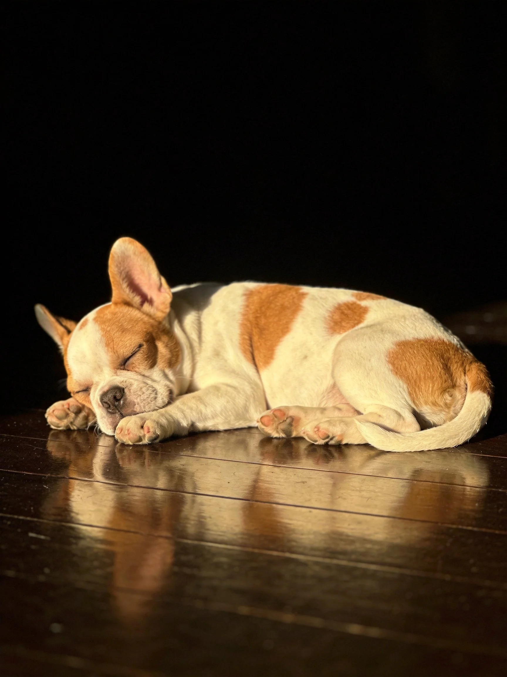 A small brown and white puppy curls up asleep on a polished wooden surface.