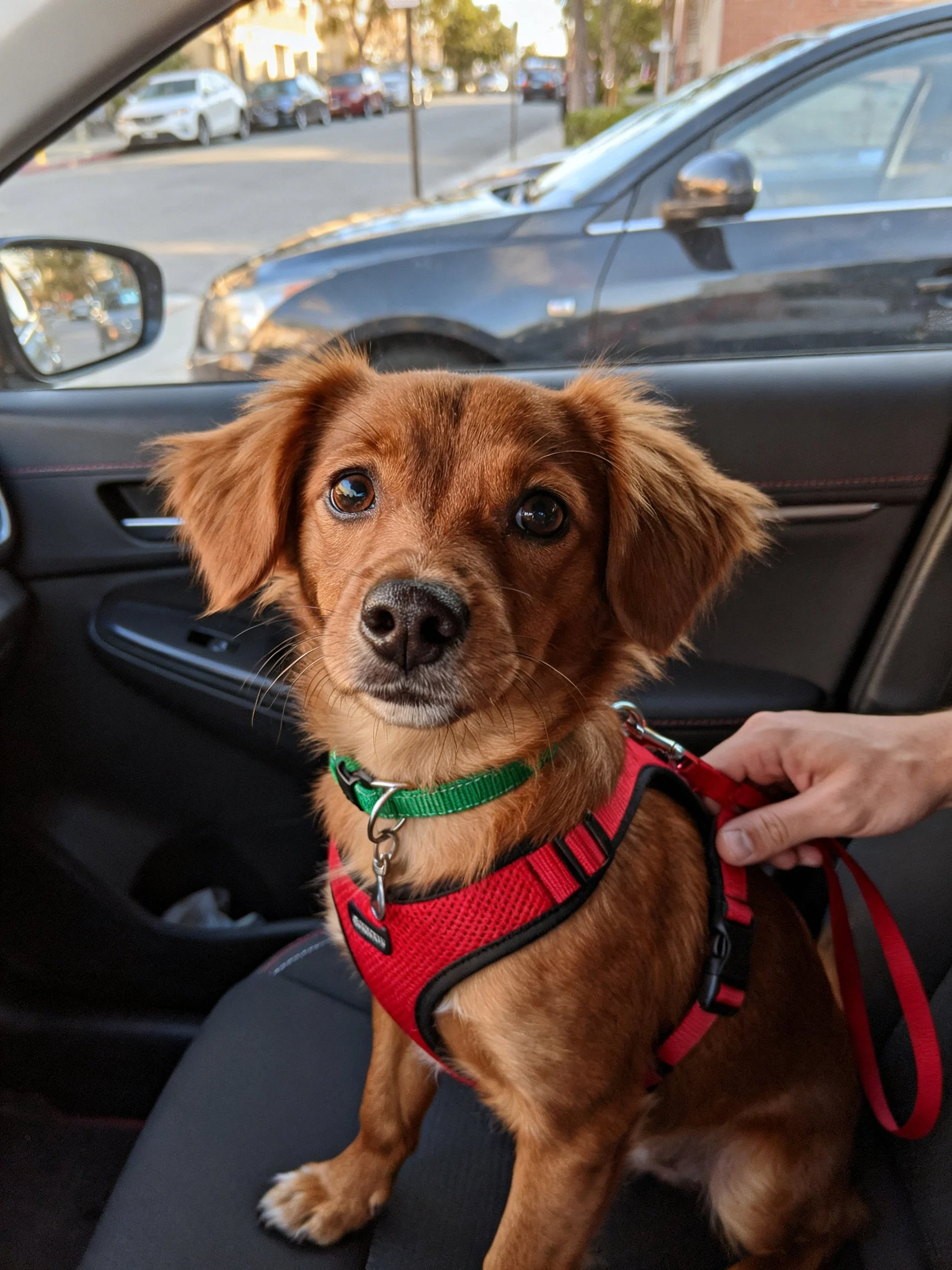 A small brown dog in a red harness sits calmly inside a car.