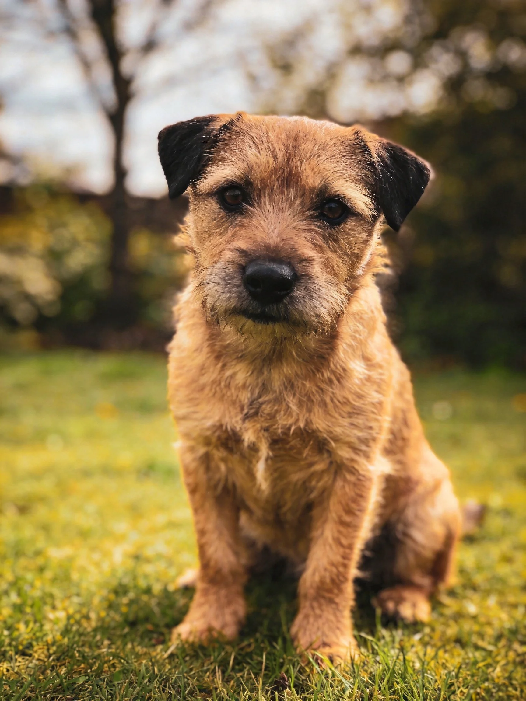 A small brown dog with black ears sits on green grass
